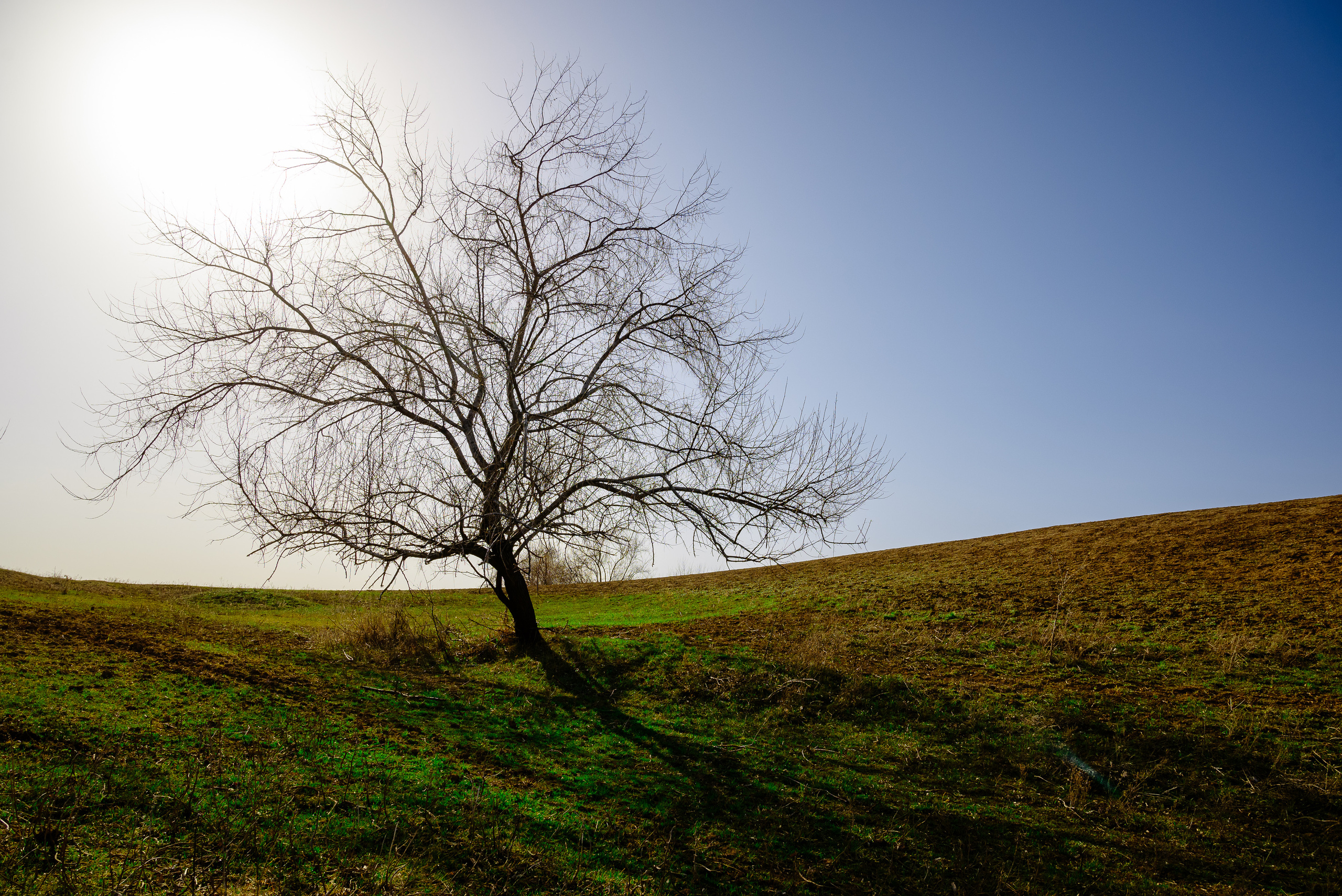дерево, одинокое дерево, село болашак