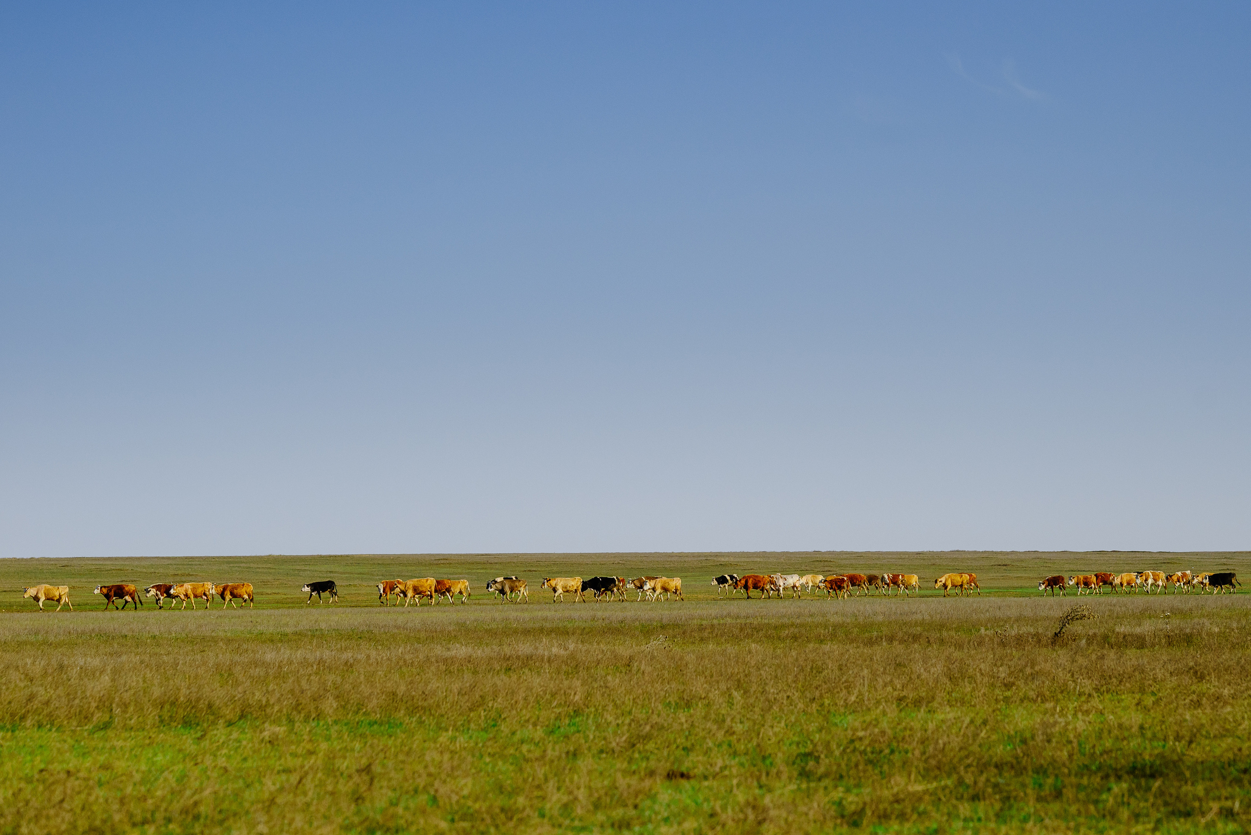 село болашак, пстбище, стадо, коровы, крс, домашние животные