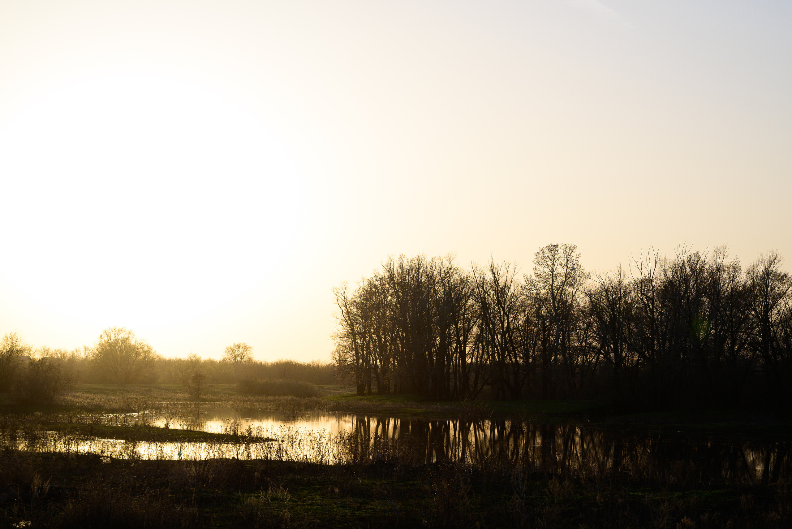 дубрава, закат