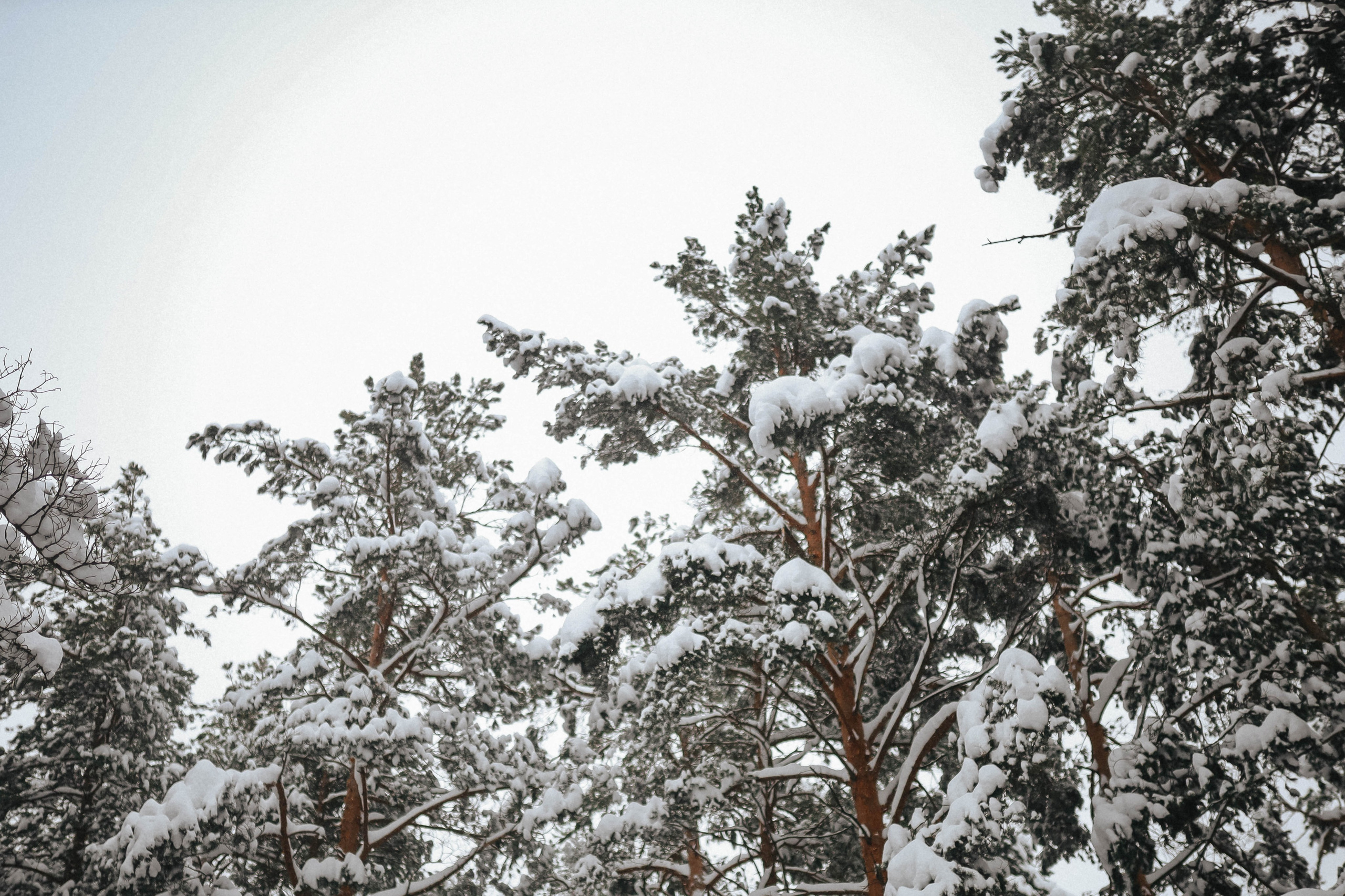 Зимний лес. Фотограф во Владимире Яна Чубич