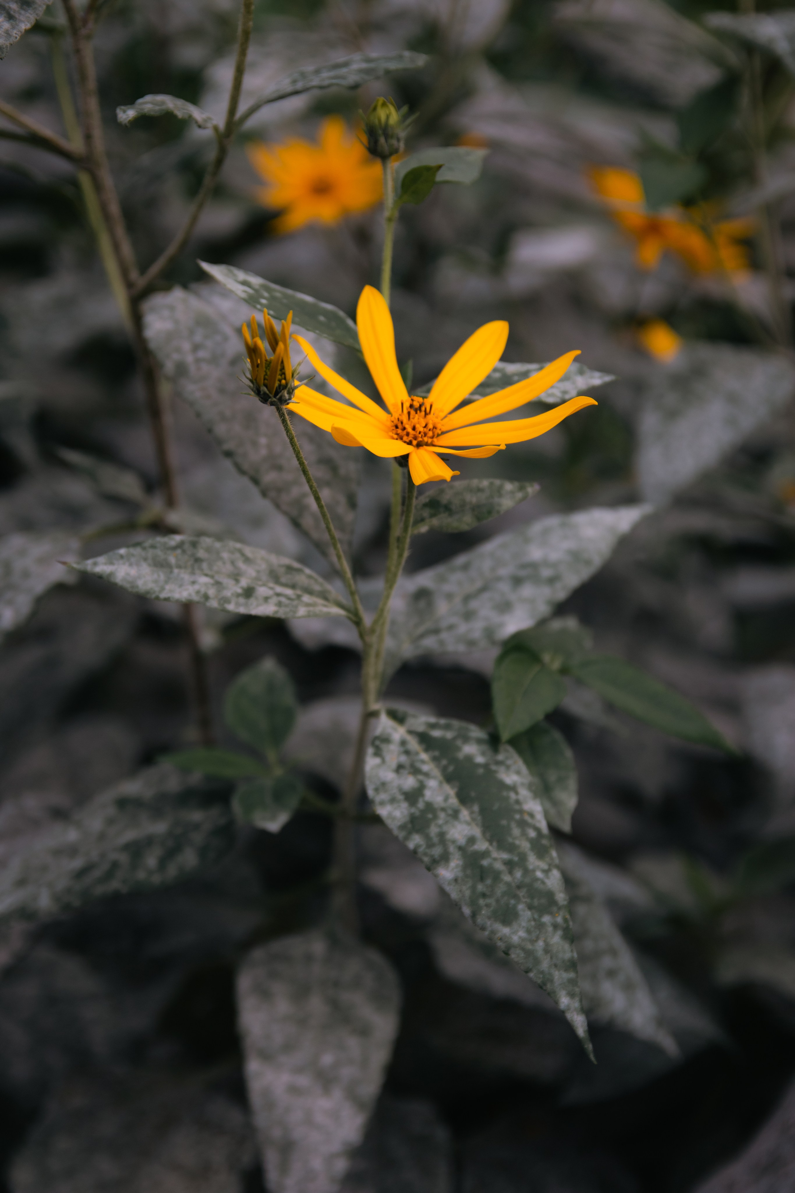 Фотосессия Ильфиды. Семейный, репортажный и портретный фотограф в Уфе. Сагманов Алмаз