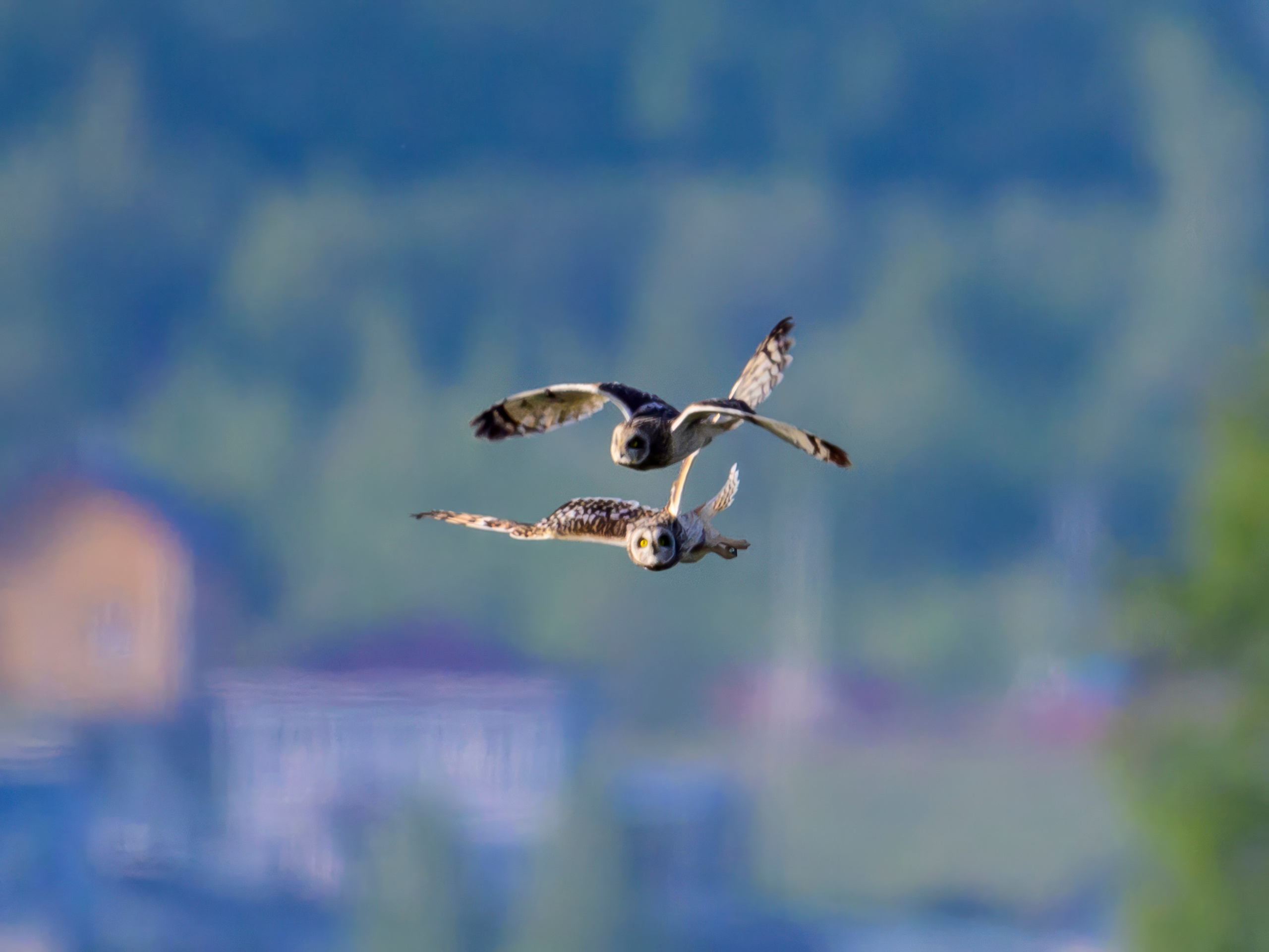 Совы и сороки. Wildlife photography by Sergey Puponin