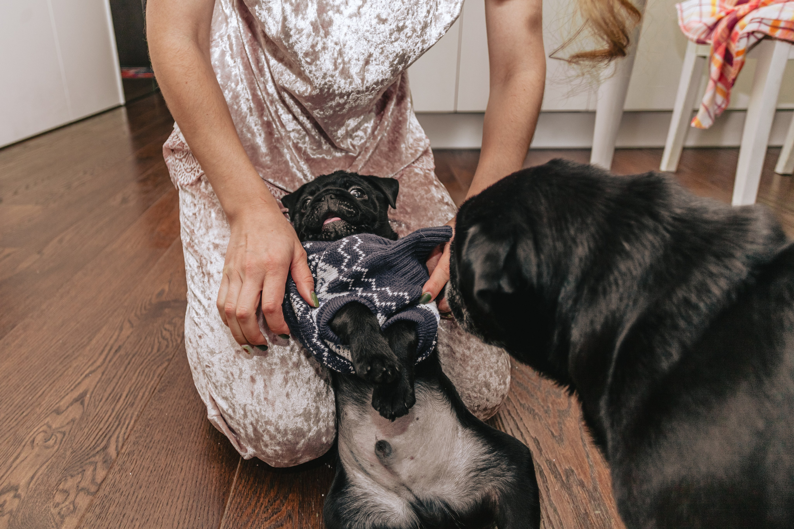 Домашняя фотосессия Оли и двух ее мопсов. Фотограф-анималист Татьяна Степанова