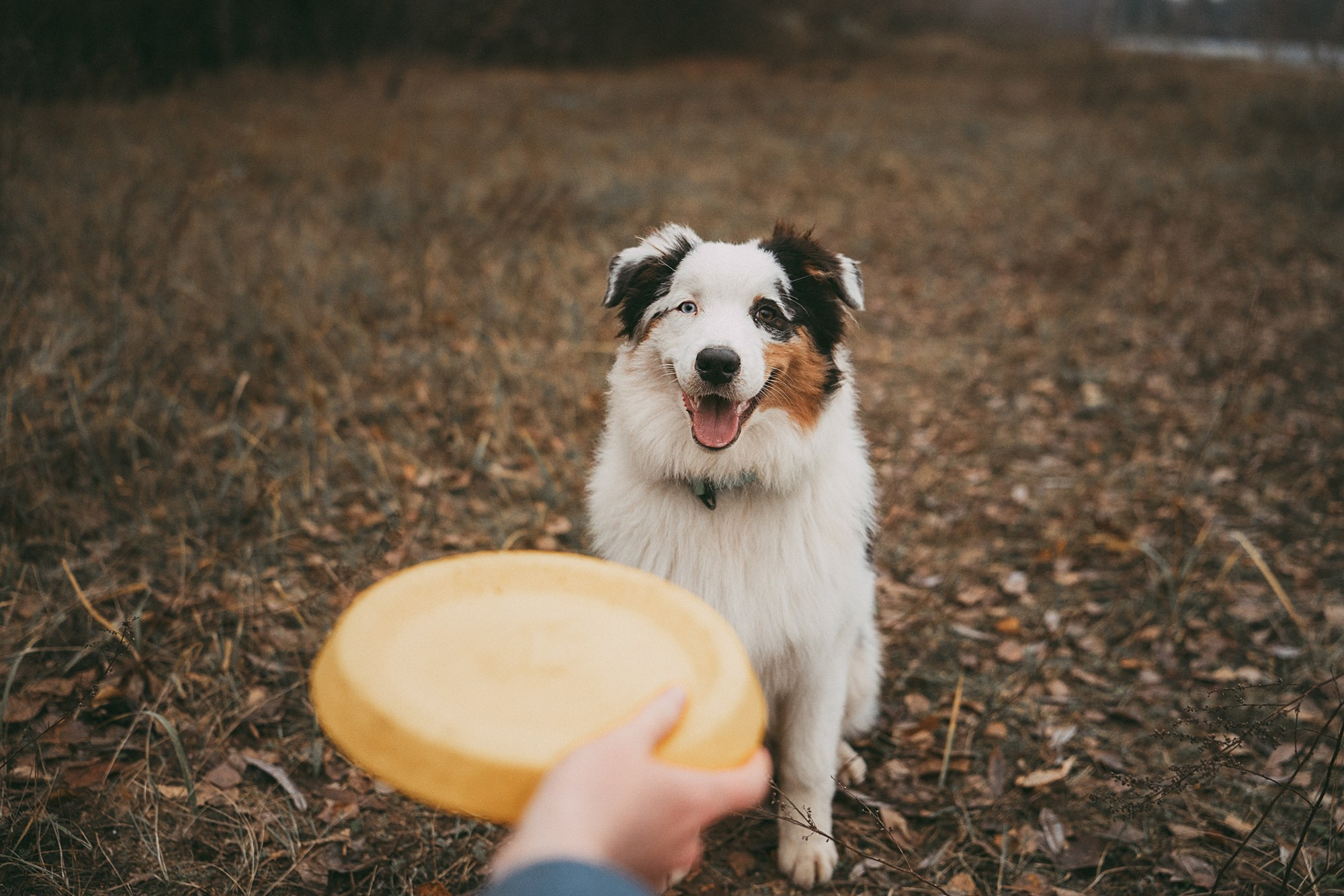 Лиза и Бублик. Фотограф анималист в Москве и Санкт-Петербурге Свиридова Анна