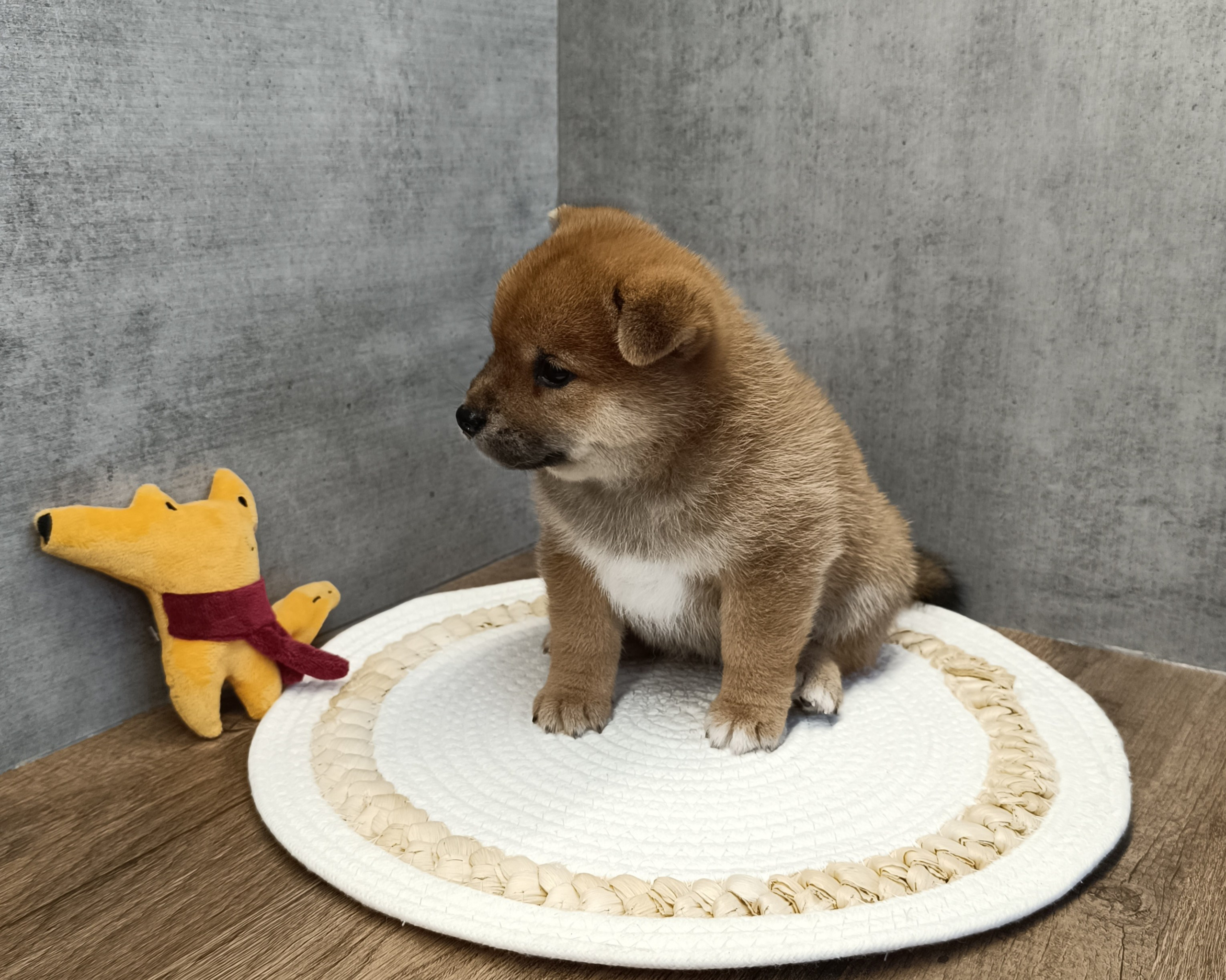 Rubylight Hattie. AMERICAN AKITA RUBYLIGHT KENNEL I SHIBA-INU