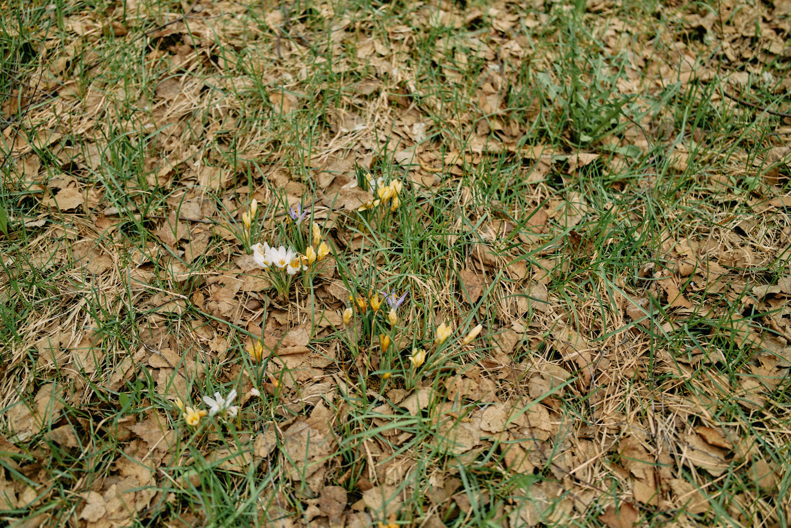 Бутик-отель Поле летом. Профессиональный Фотограф во Владимире, в Москве и в Суздале — Полина Романычева