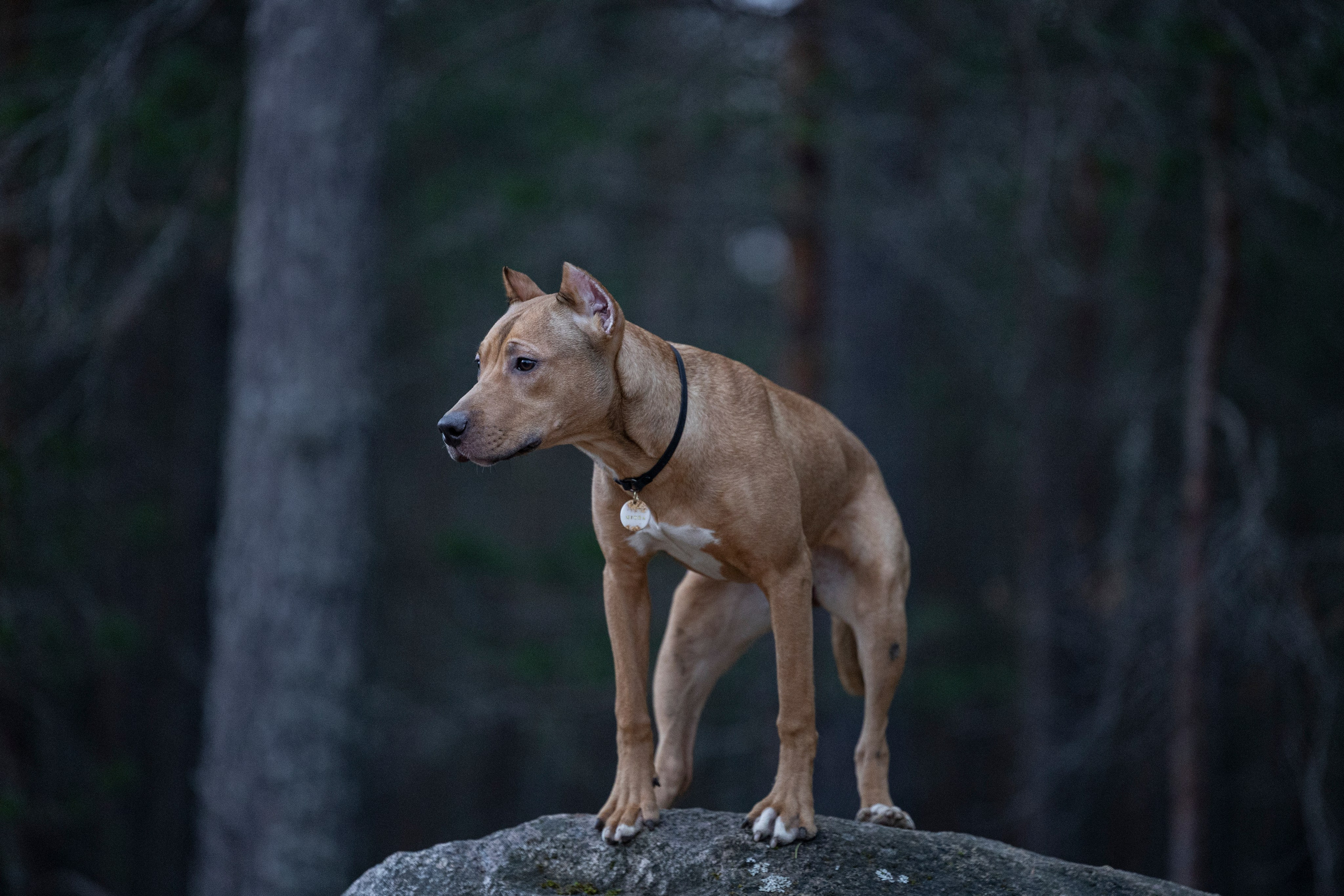 Лужские Мальдивы. Фотограф-анималист Анна Маринич
