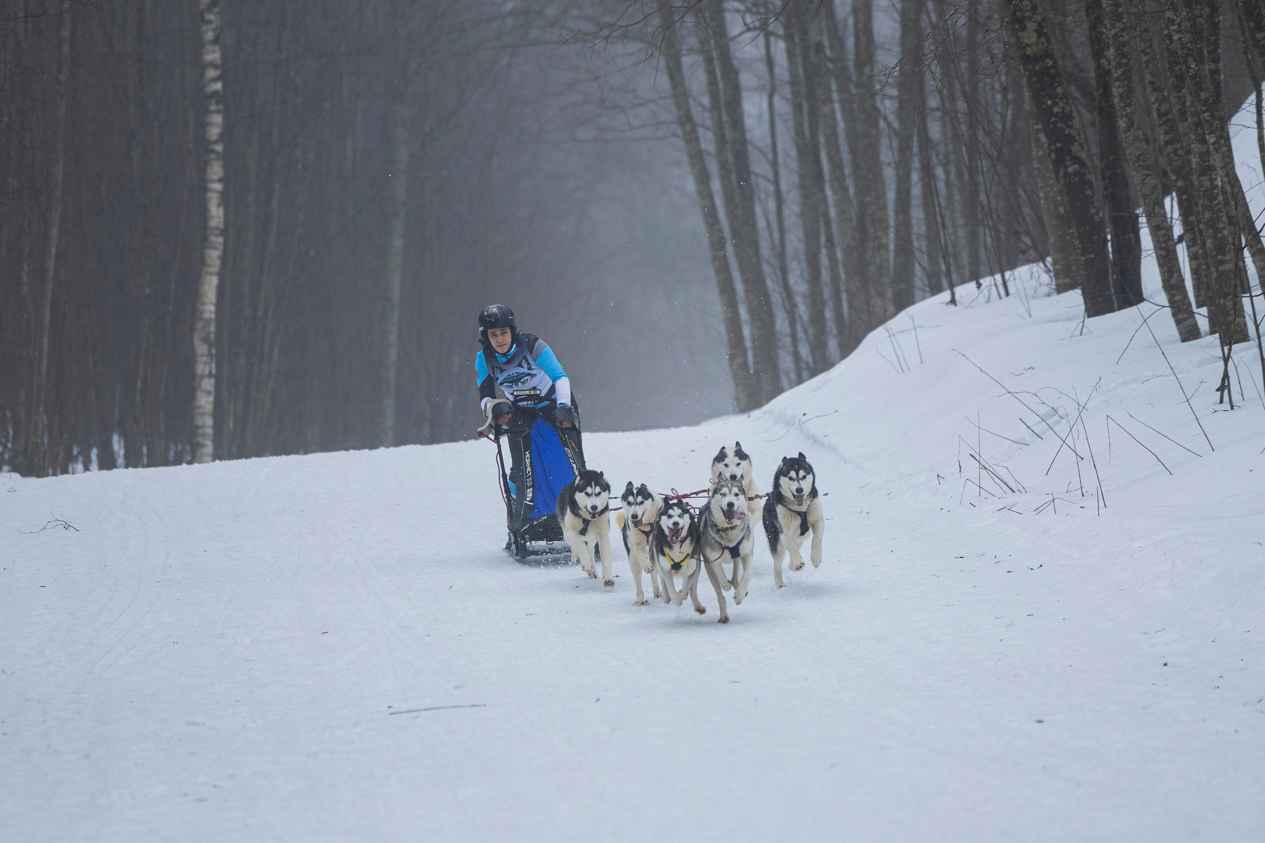 Зимний Чемпионат Санкт-Петербурга по ездовому спорту. Фотограф-анималист Анна Маринич