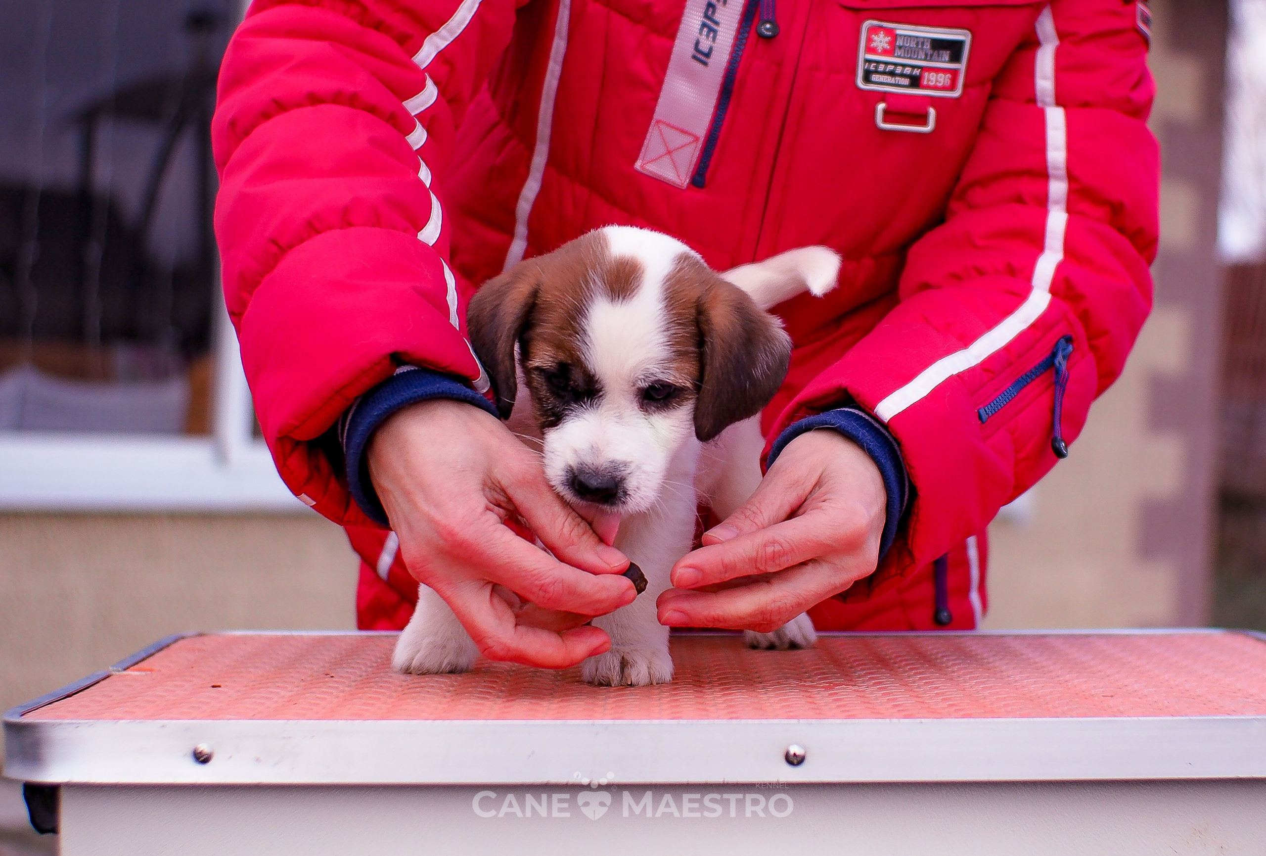 3_Девочка_СНЕЖНАЯ_Ц. CANE MAESTRO — kennel Jack Russell Terrier