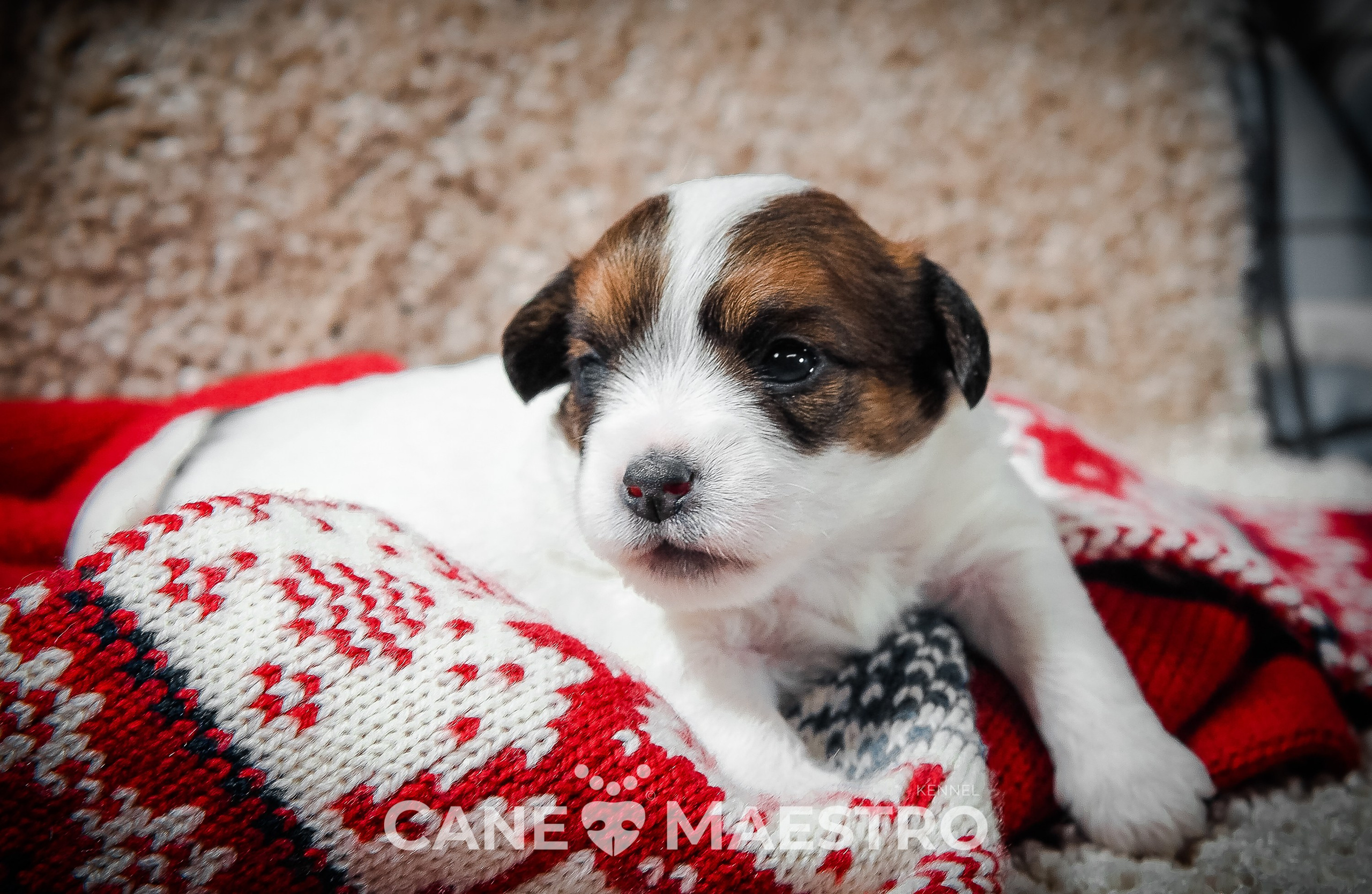 3КОБЛ_СНЕГОВИК. CANE MAESTRO — kennel Jack Russell Terrier