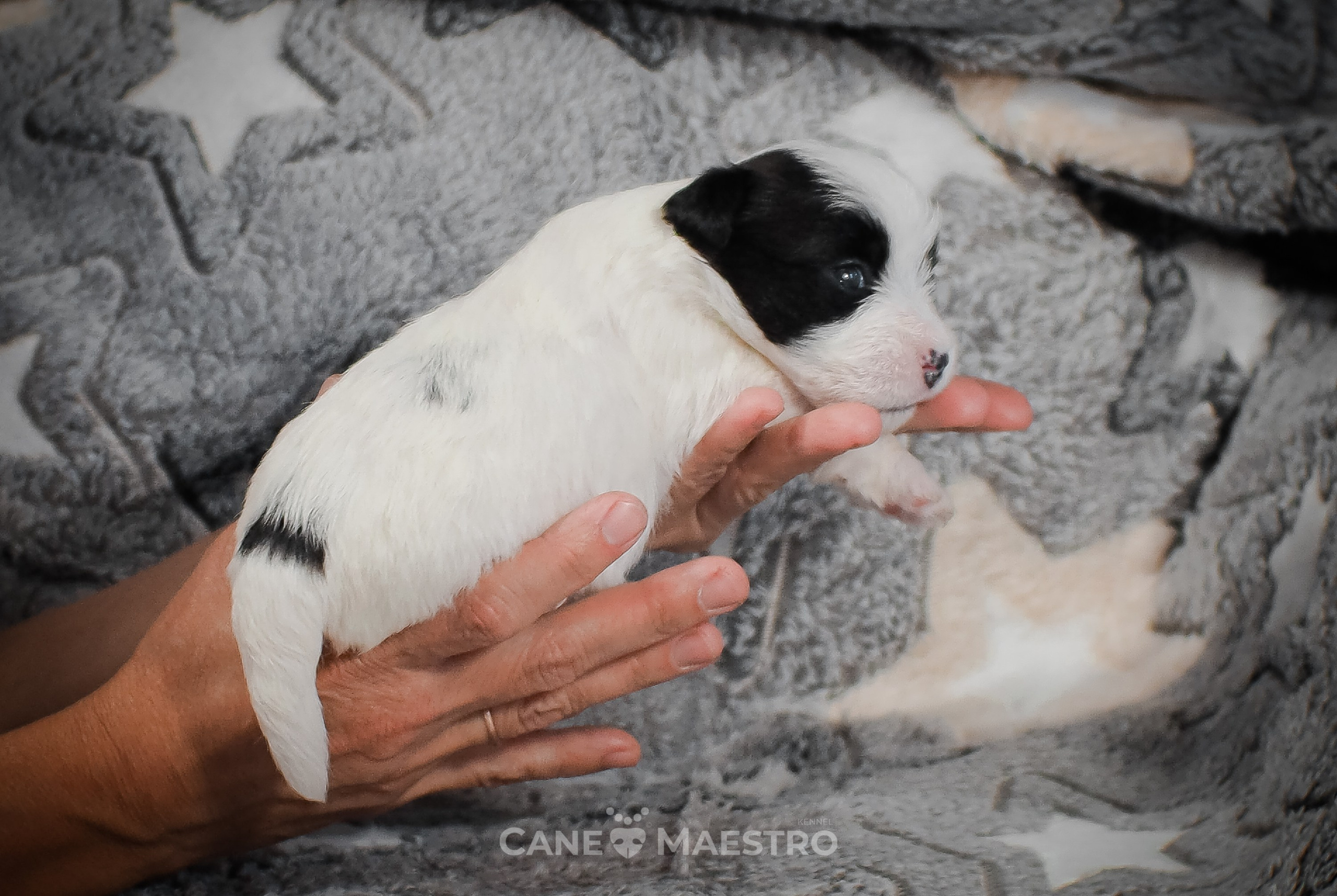 КОБZ_4_ЧБ_27_08_25. CANE MAESTRO — kennel Jack Russell Terrier