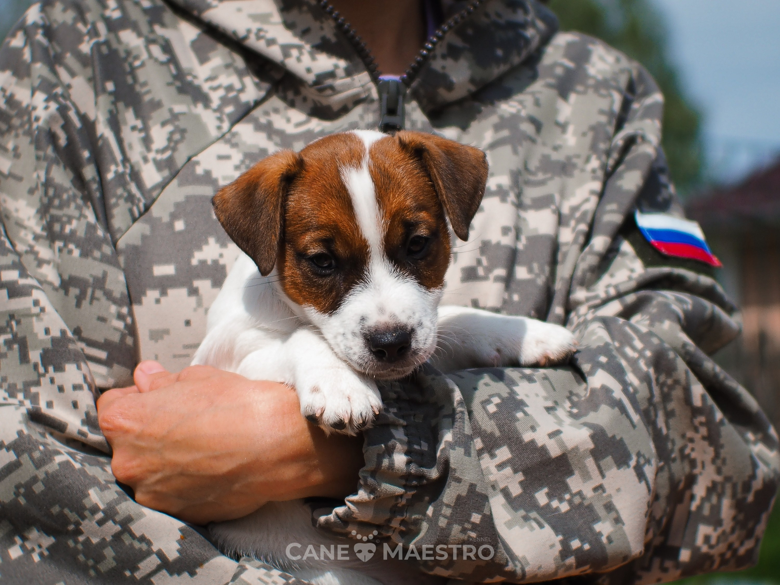 Ш_2_MALE_SHERY_BRANDY. CANE MAESTRO — kennel Jack Russell Terrier
