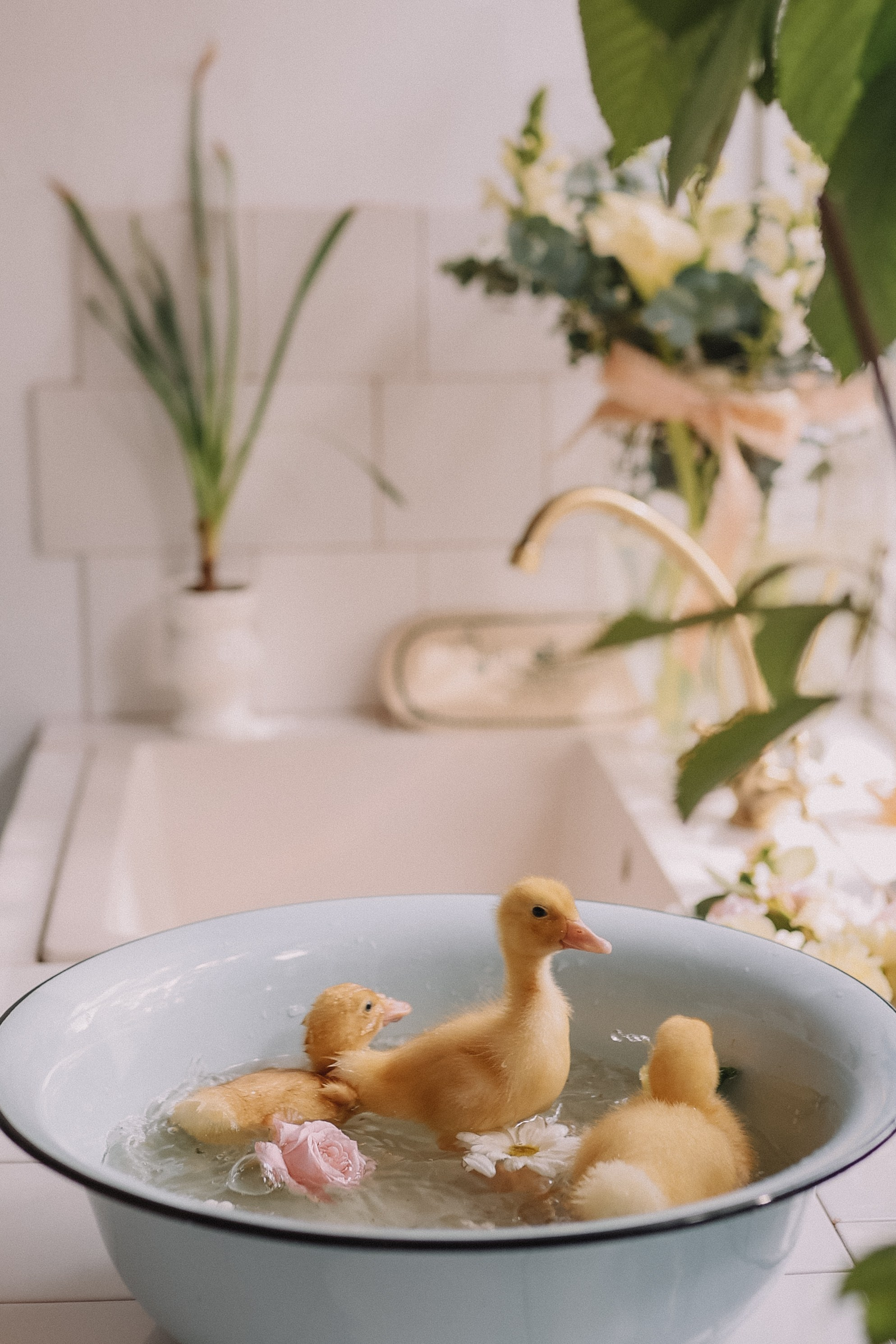 Ева Николь и утята. Елена Гореликова фотограф в Москве