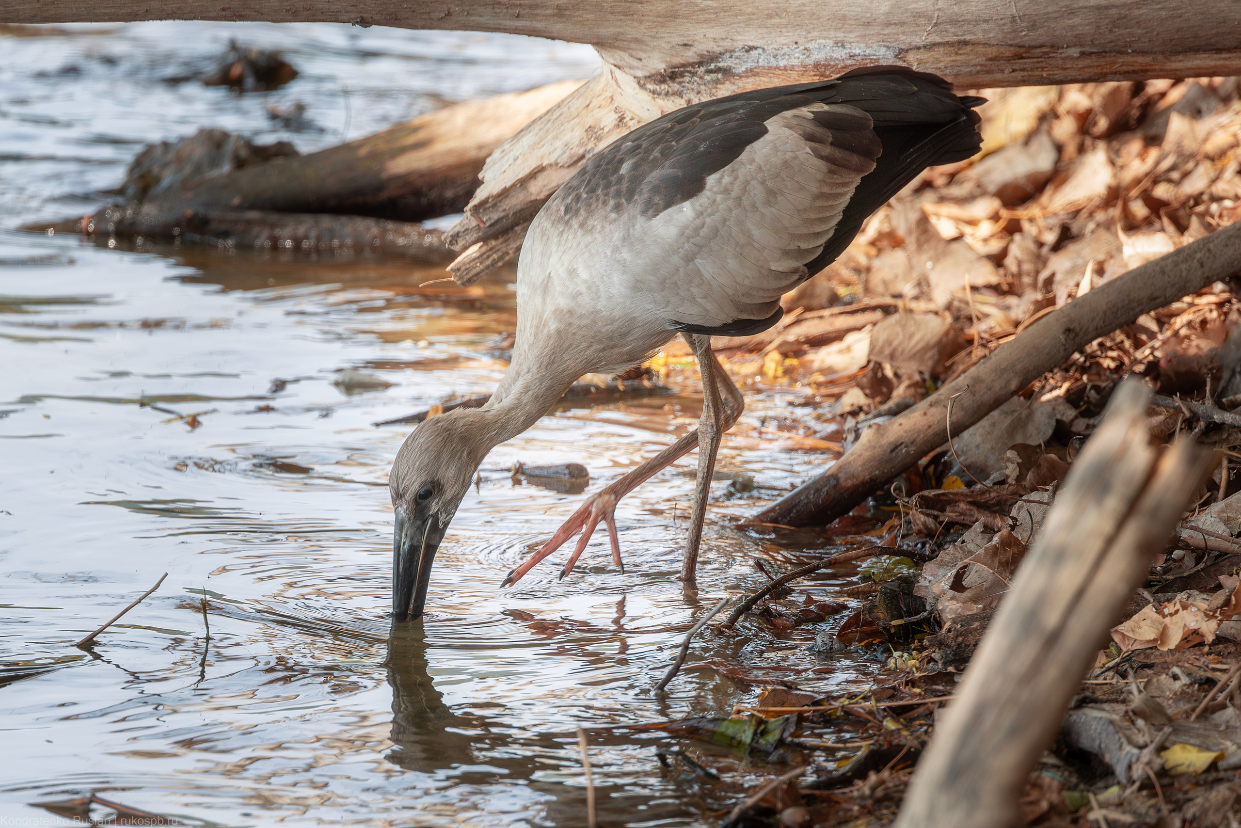 Индийский аист-разиня. Архитектурный и пейзажный фотограф Кондратенко Руслан, Санкт-Петербург