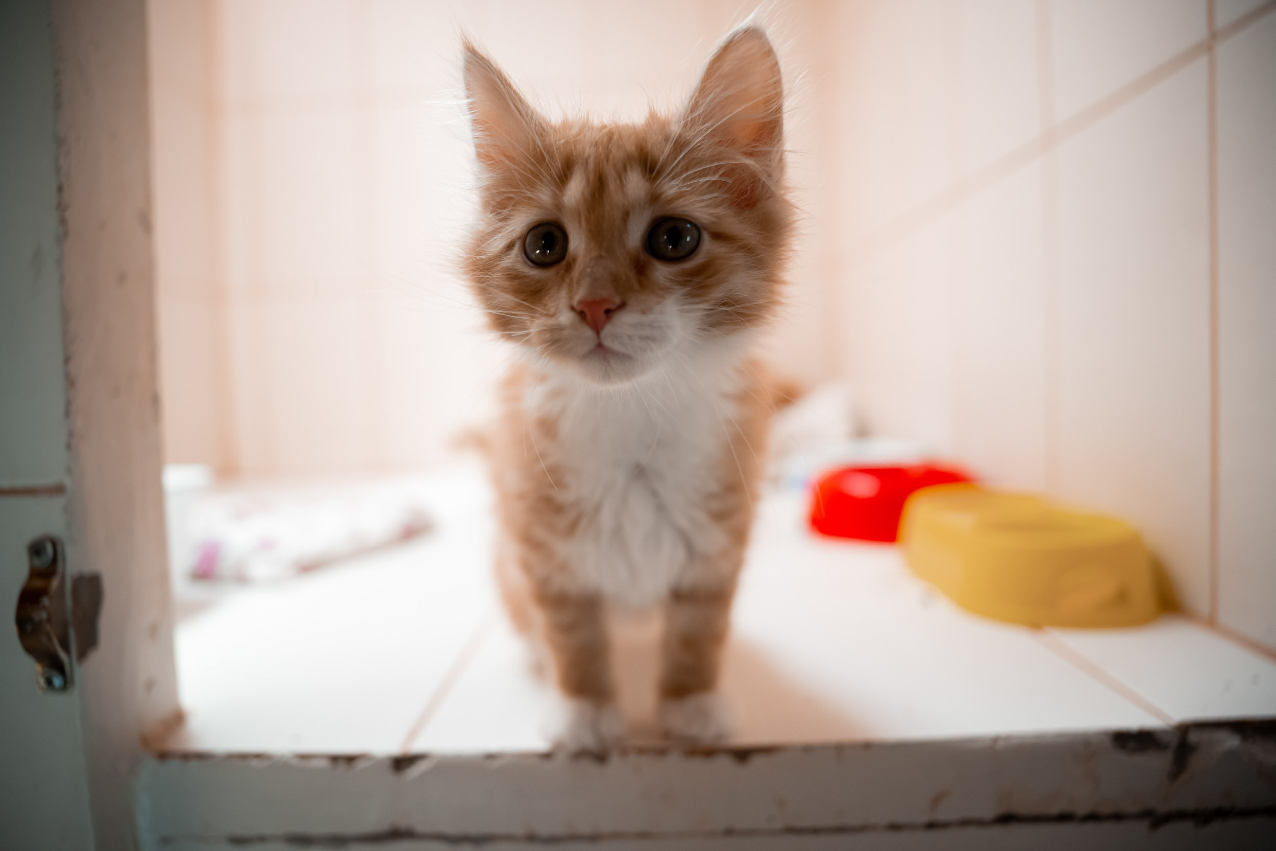 Dynamo women’s football team’s trip to the homeless animal shelter, 06/15/2023. Фотограф Кирилл Сафонов