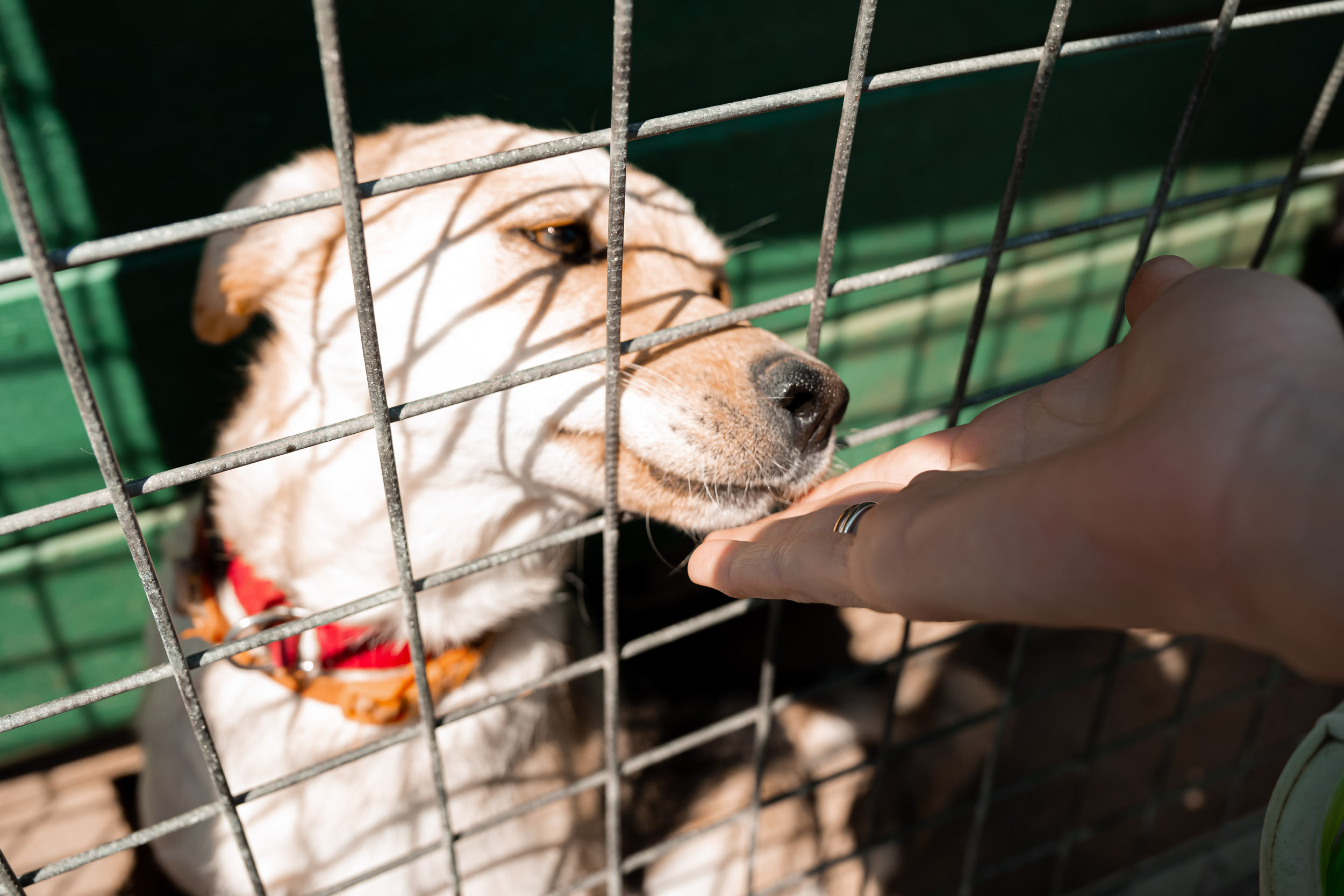 Dynamo women’s football team’s trip to the homeless animal shelter, 06/15/2023. Фотограф Кирилл Сафонов