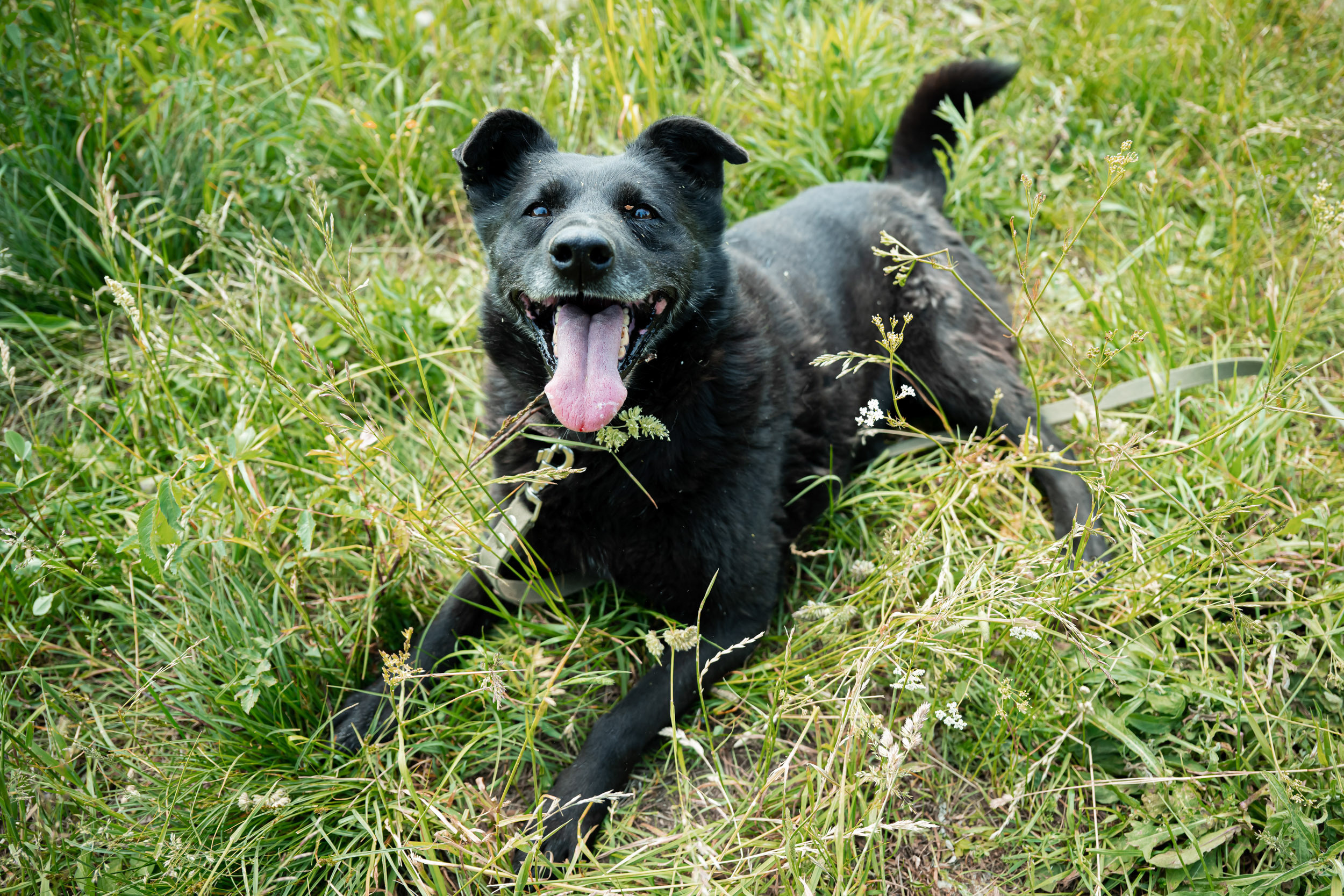 Dynamo women’s football team’s trip to the homeless animal shelter, 06/15/2023. Фотограф Кирилл Сафонов