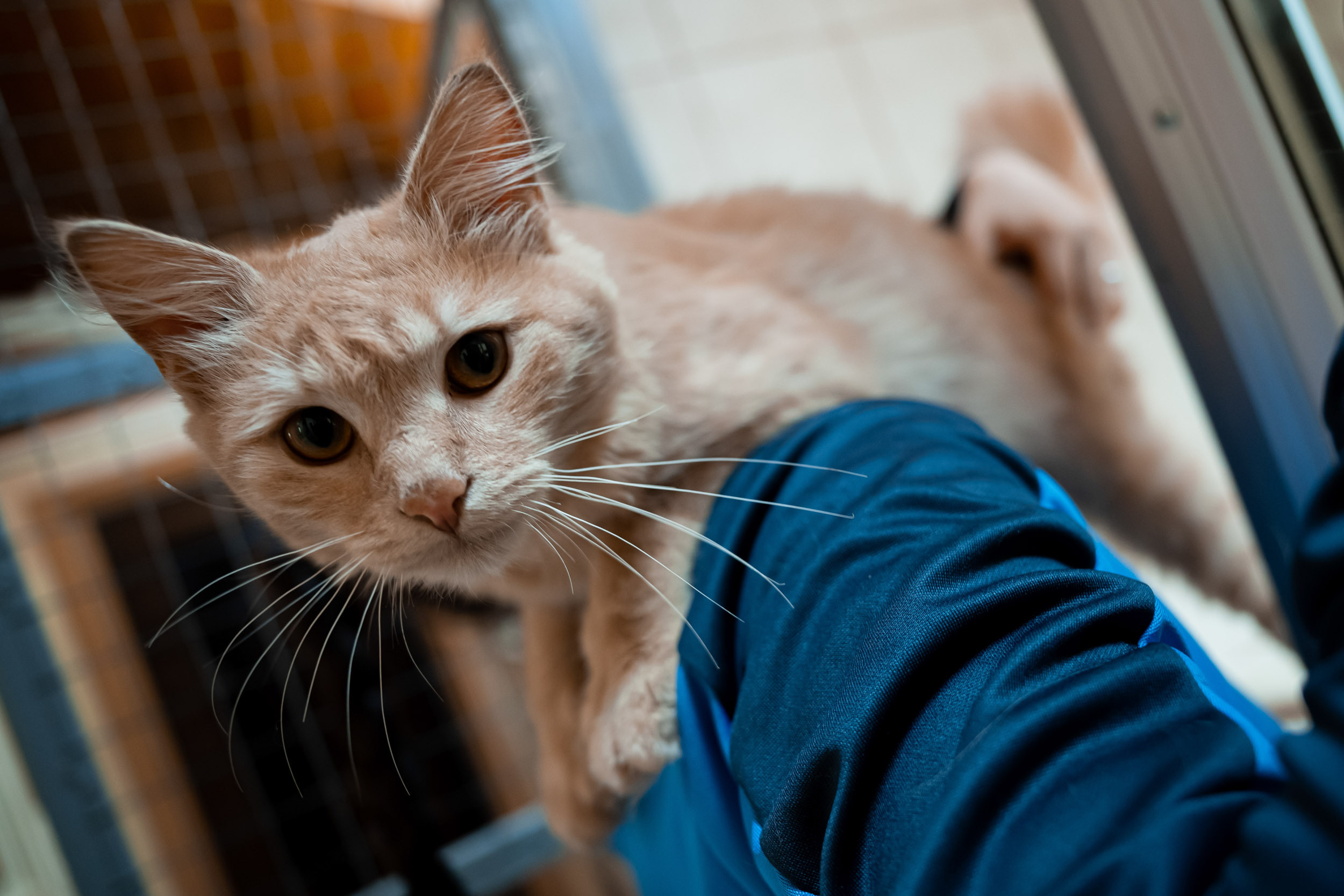 Dynamo women’s football team’s trip to the homeless animal shelter, 06/15/2023. Фотограф Кирилл Сафонов