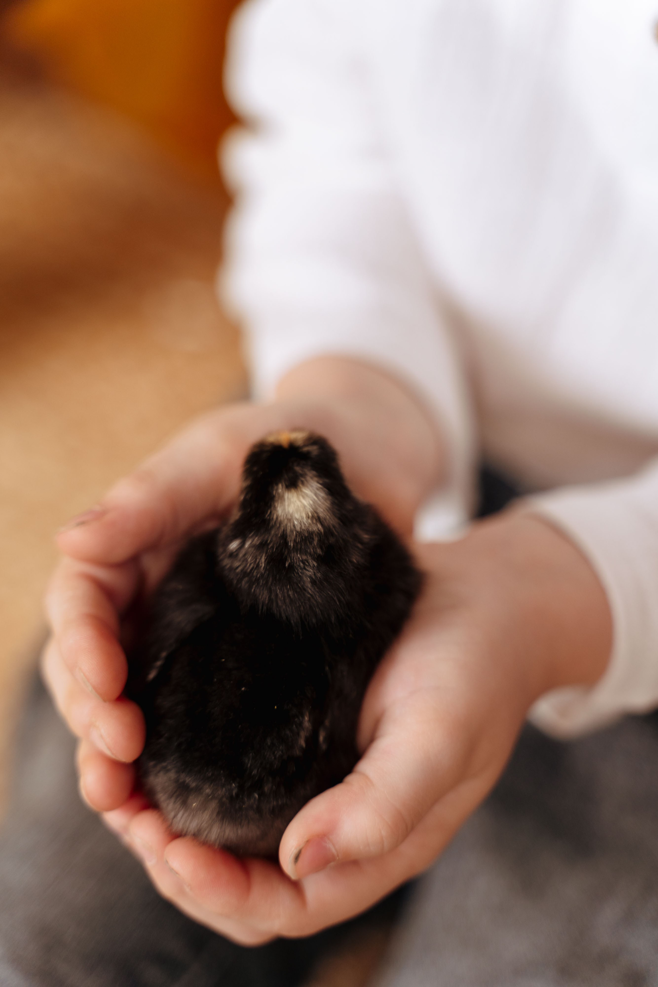 Пасха. Семейный фотограф Новочеркасск