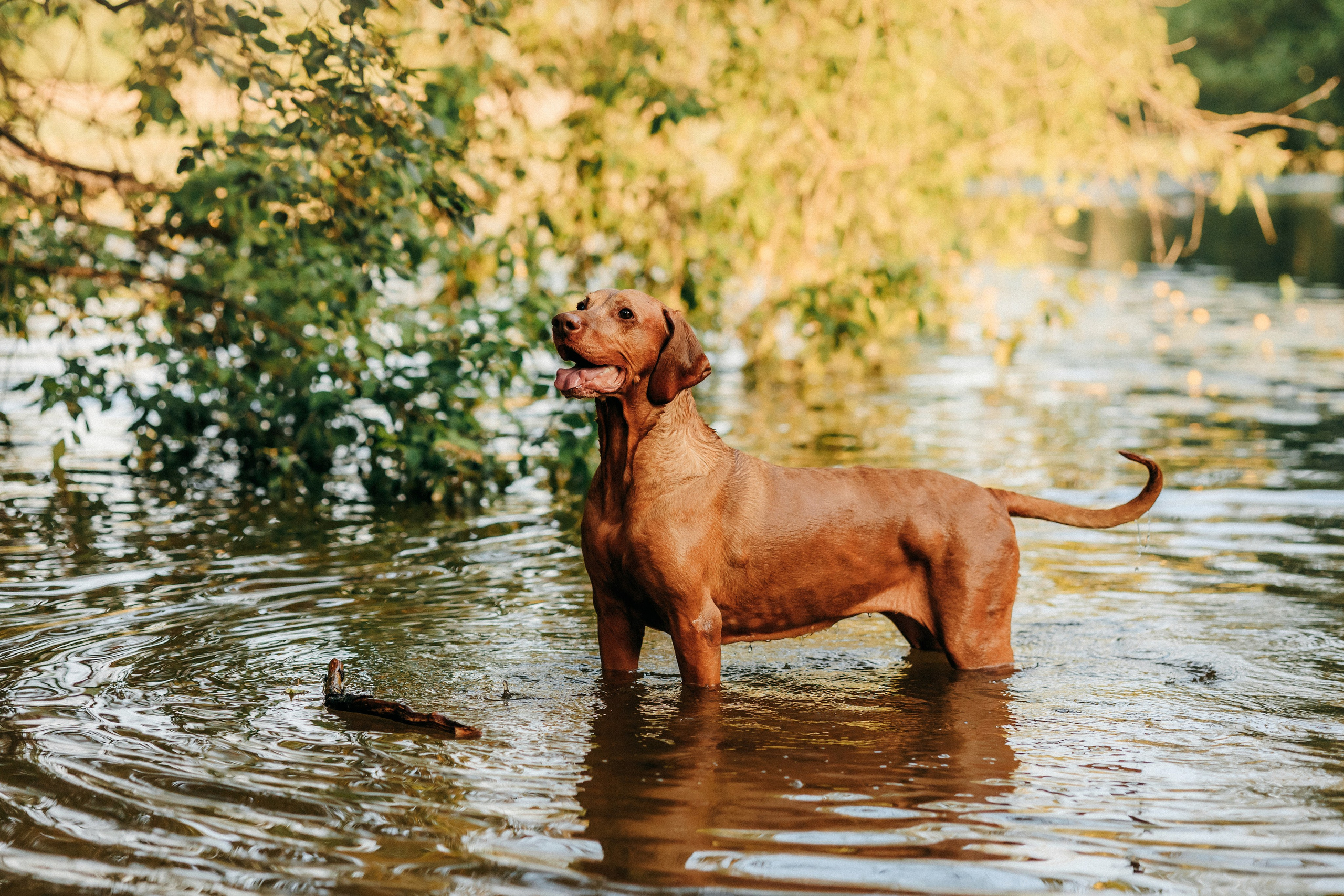 Марина, Глеб, Мая и Чили. Фотограф-анималист Елена Радченко, Москва