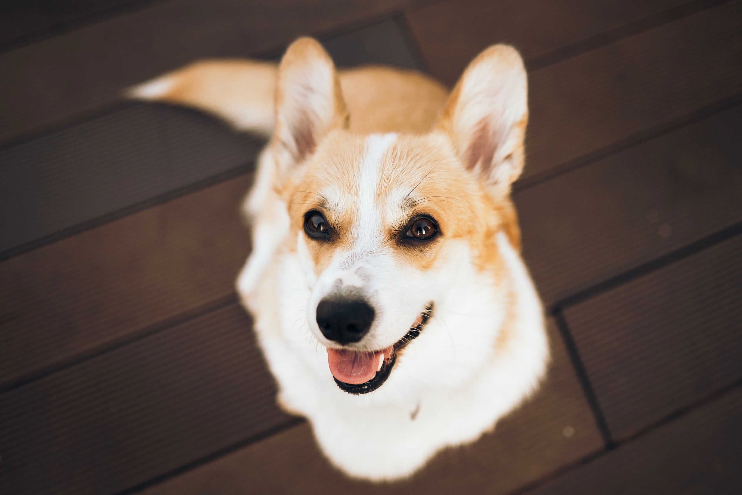Бусинка. Фотограф- анималист Александра Матвеева