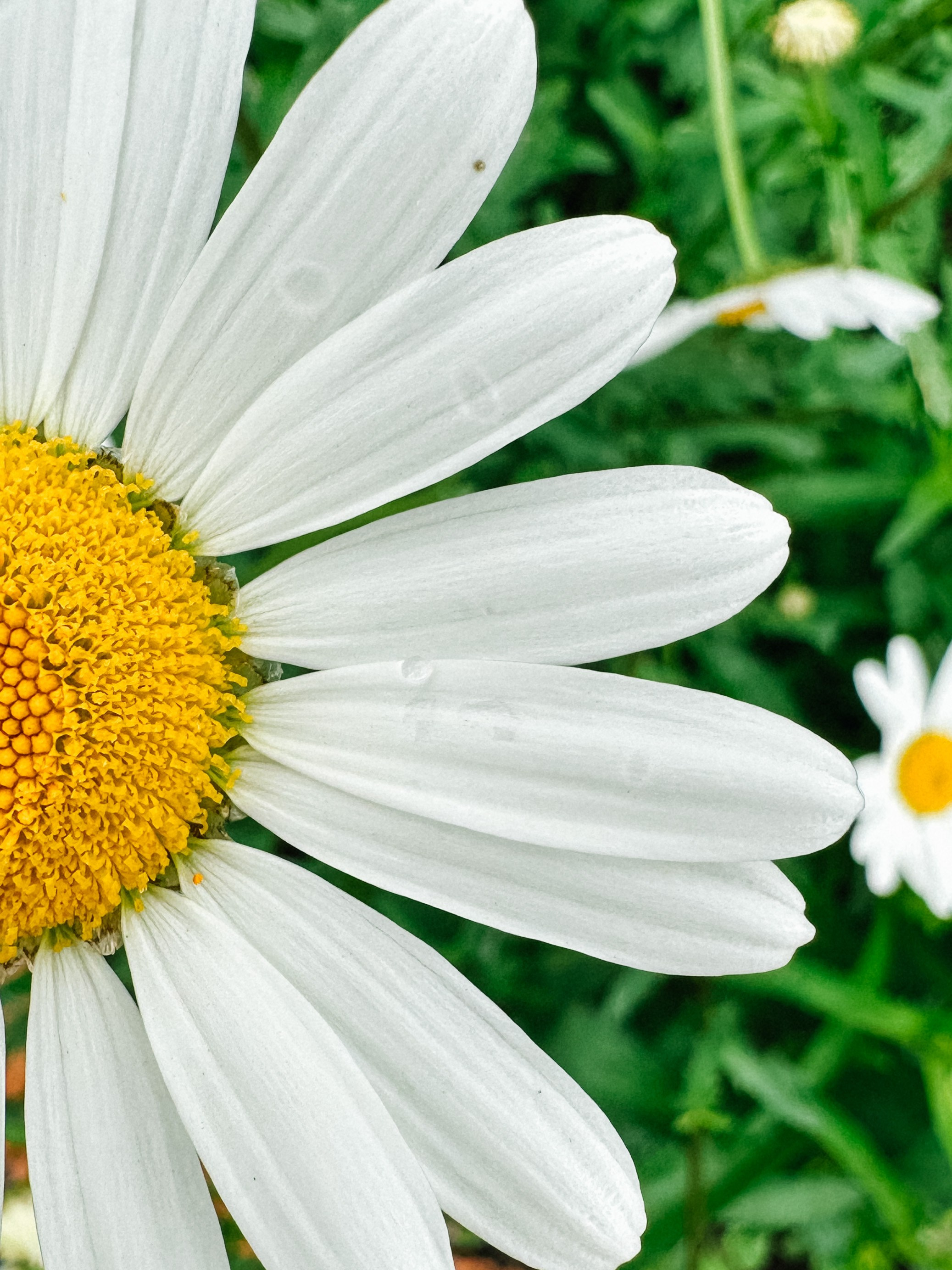 Природа. Команда фотографов Кристины Ивановой