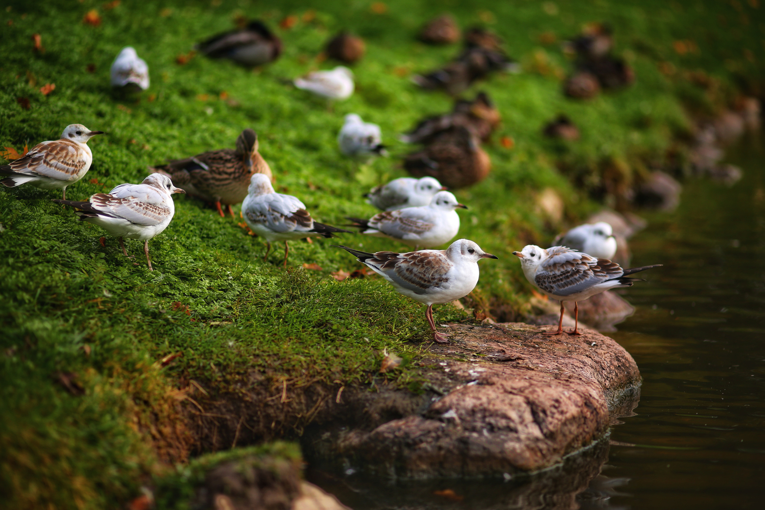 Гатчина. Фотограф в г. Сургуте Марина Киприна
