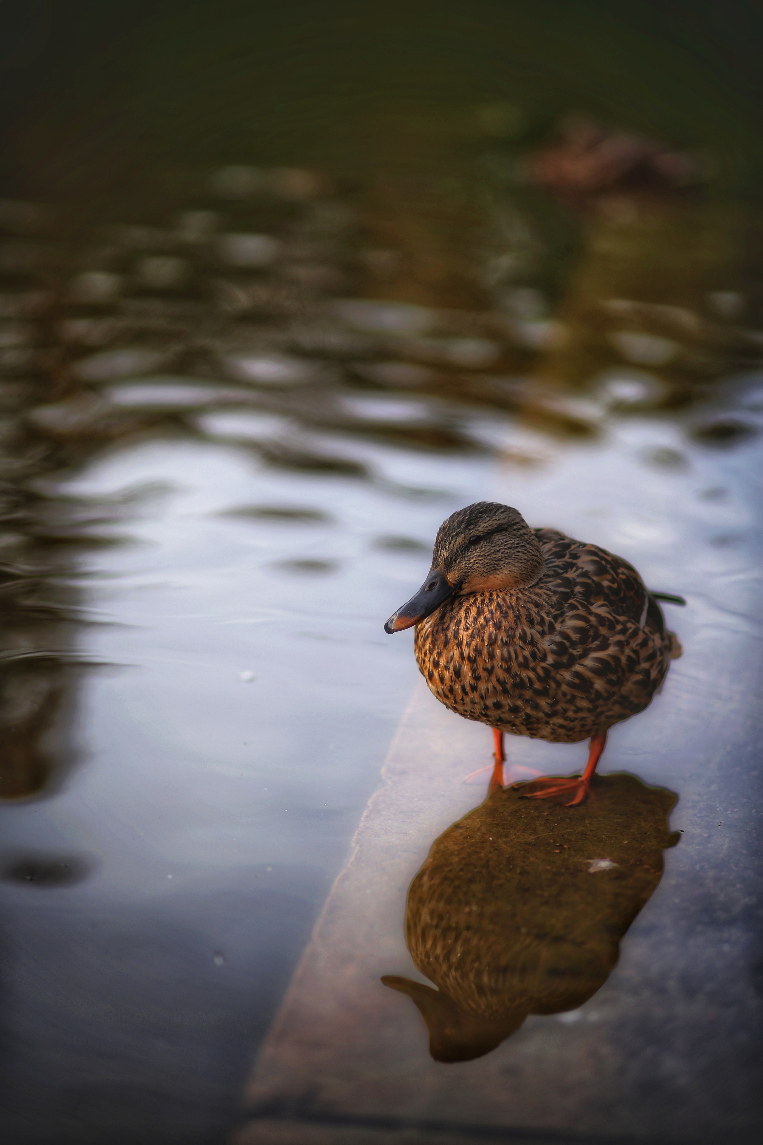 Гатчина. Фотограф в г. Сургуте Марина Киприна