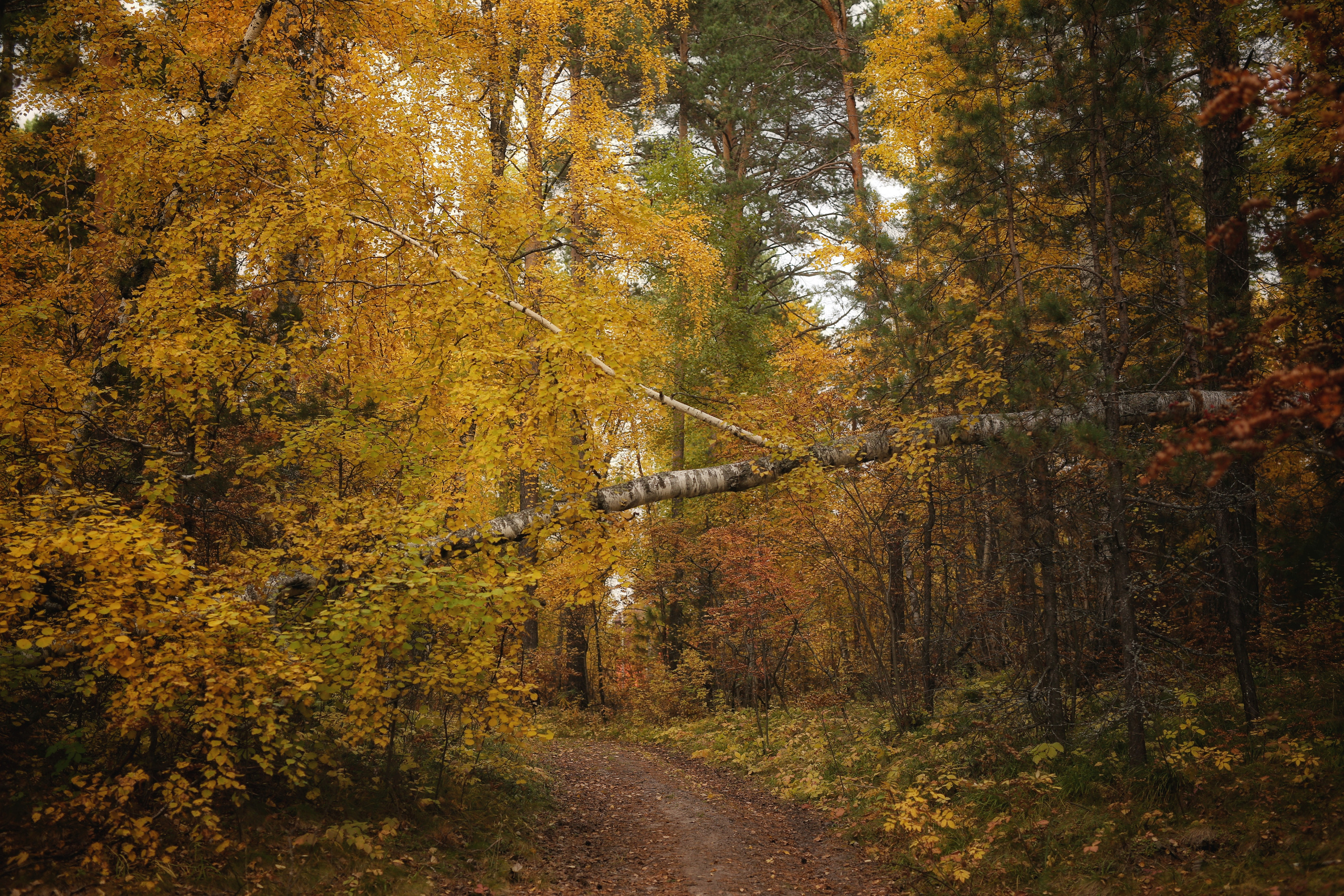 Сургут. Фотограф в г. Сургуте Марина Киприна