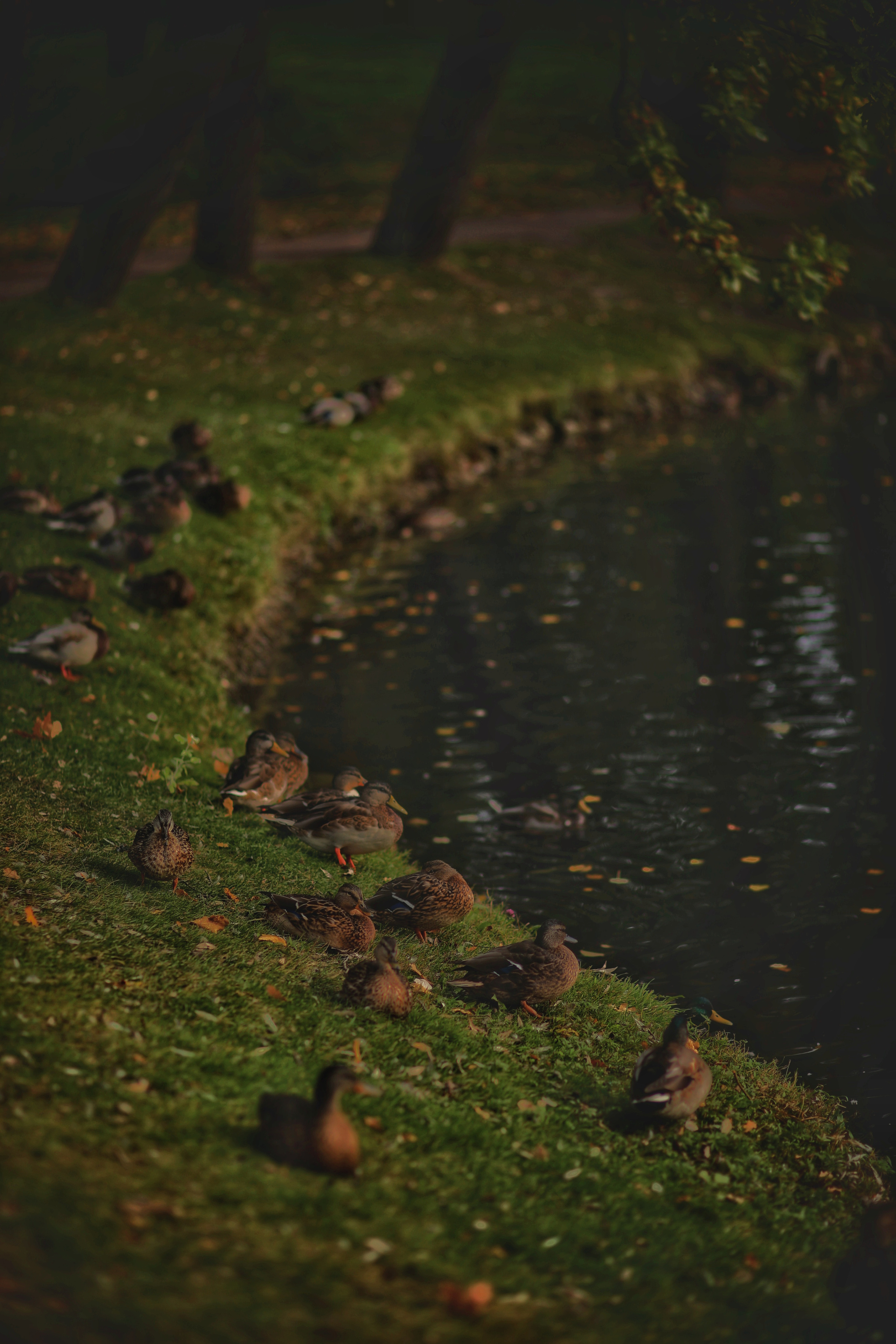 Гатчина. Фотограф в г. Сургуте Марина Киприна
