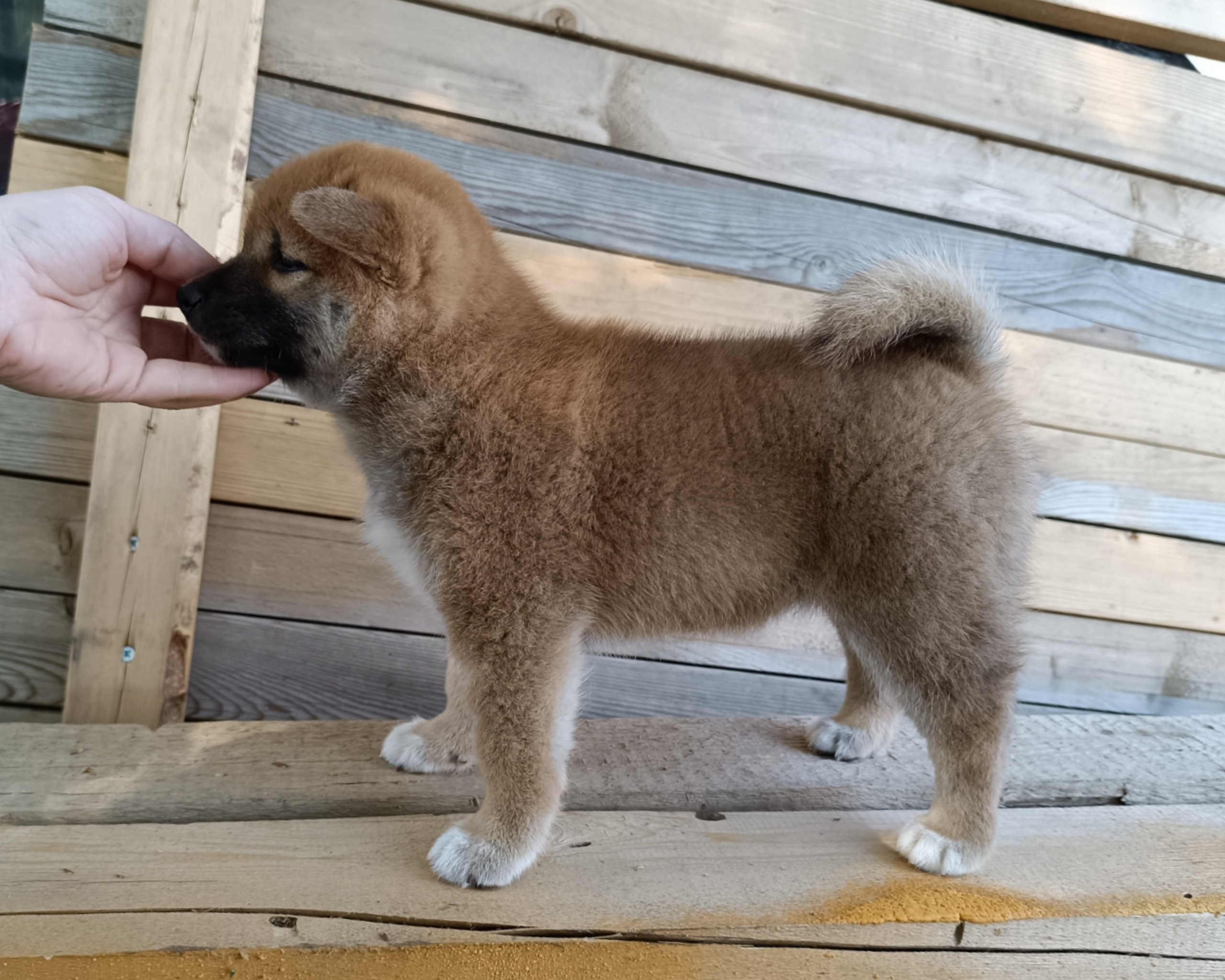 сиба питомник Рубилайт щенки на продажу rubylight  сиба щенки купить СПб Санкт-Петербург