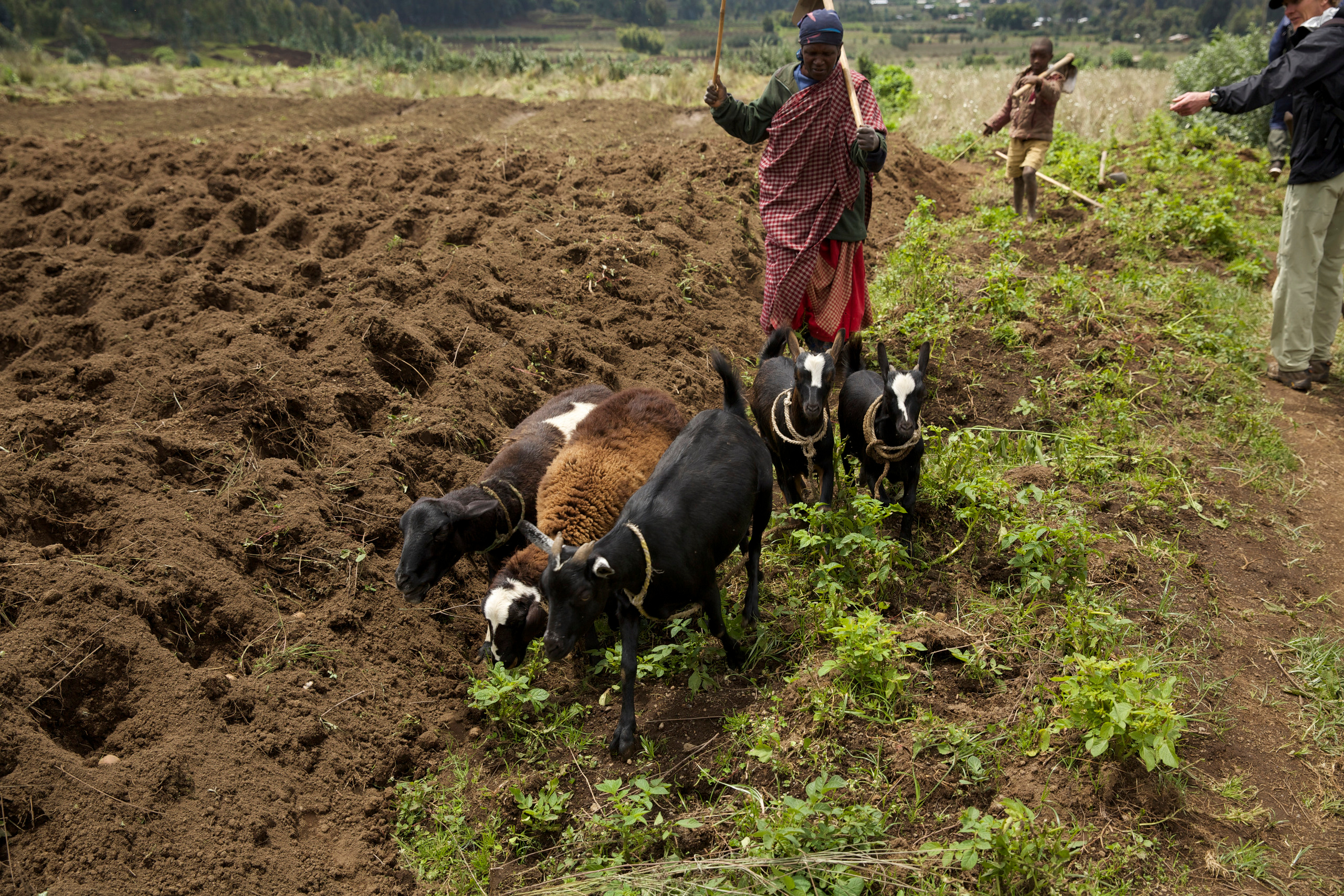 Руанда. Portrait