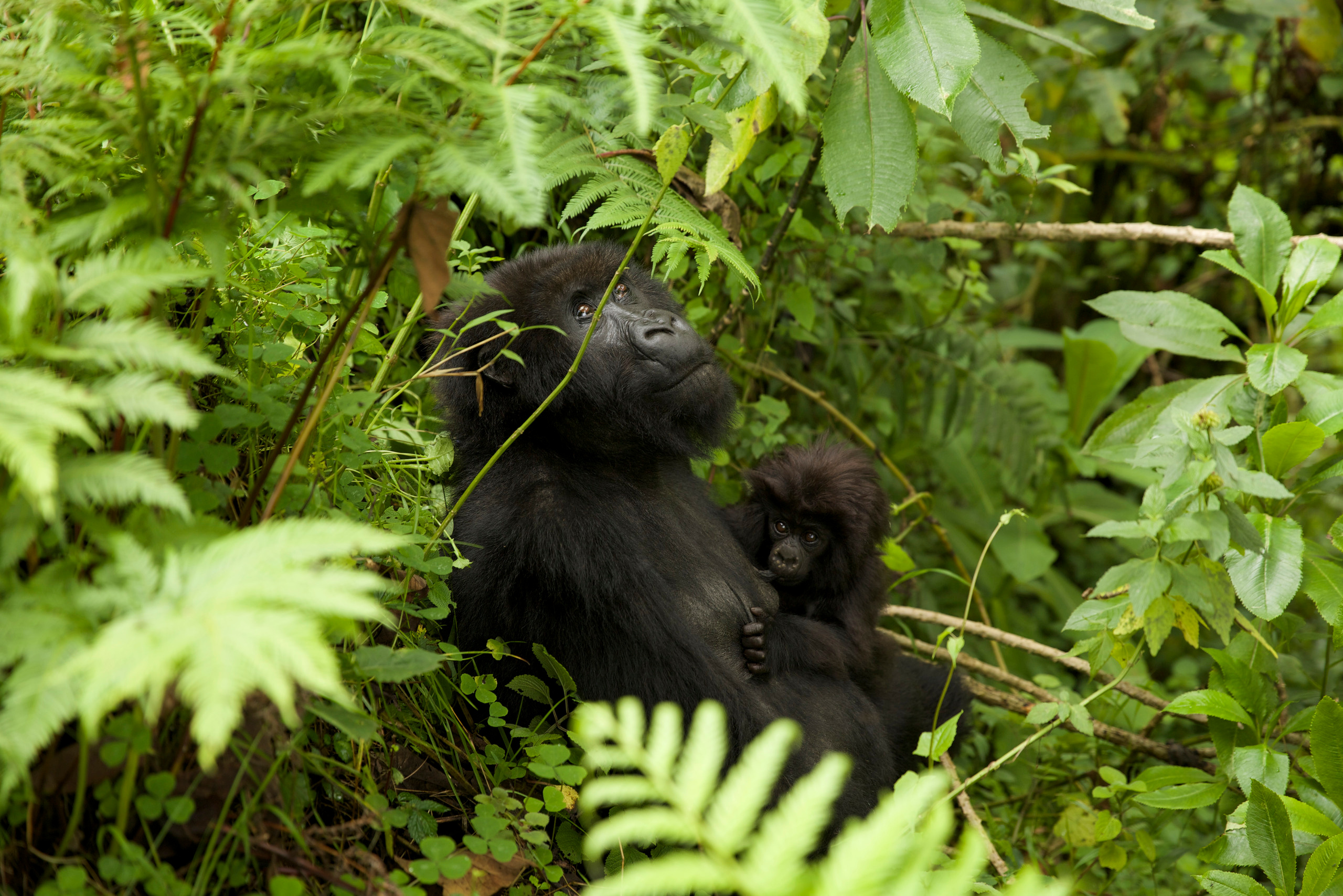 Руанда. Portrait