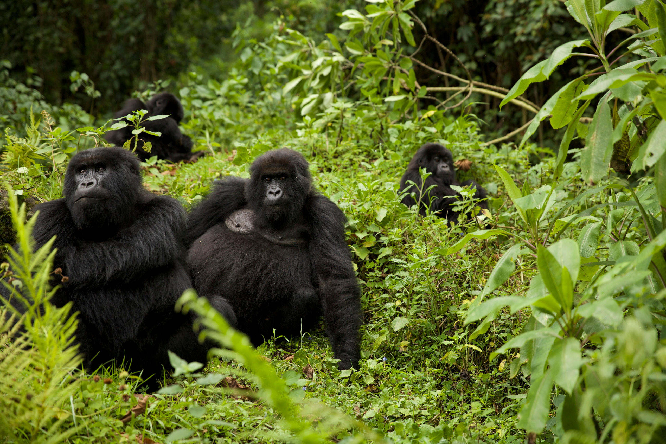 Руанда. Portrait