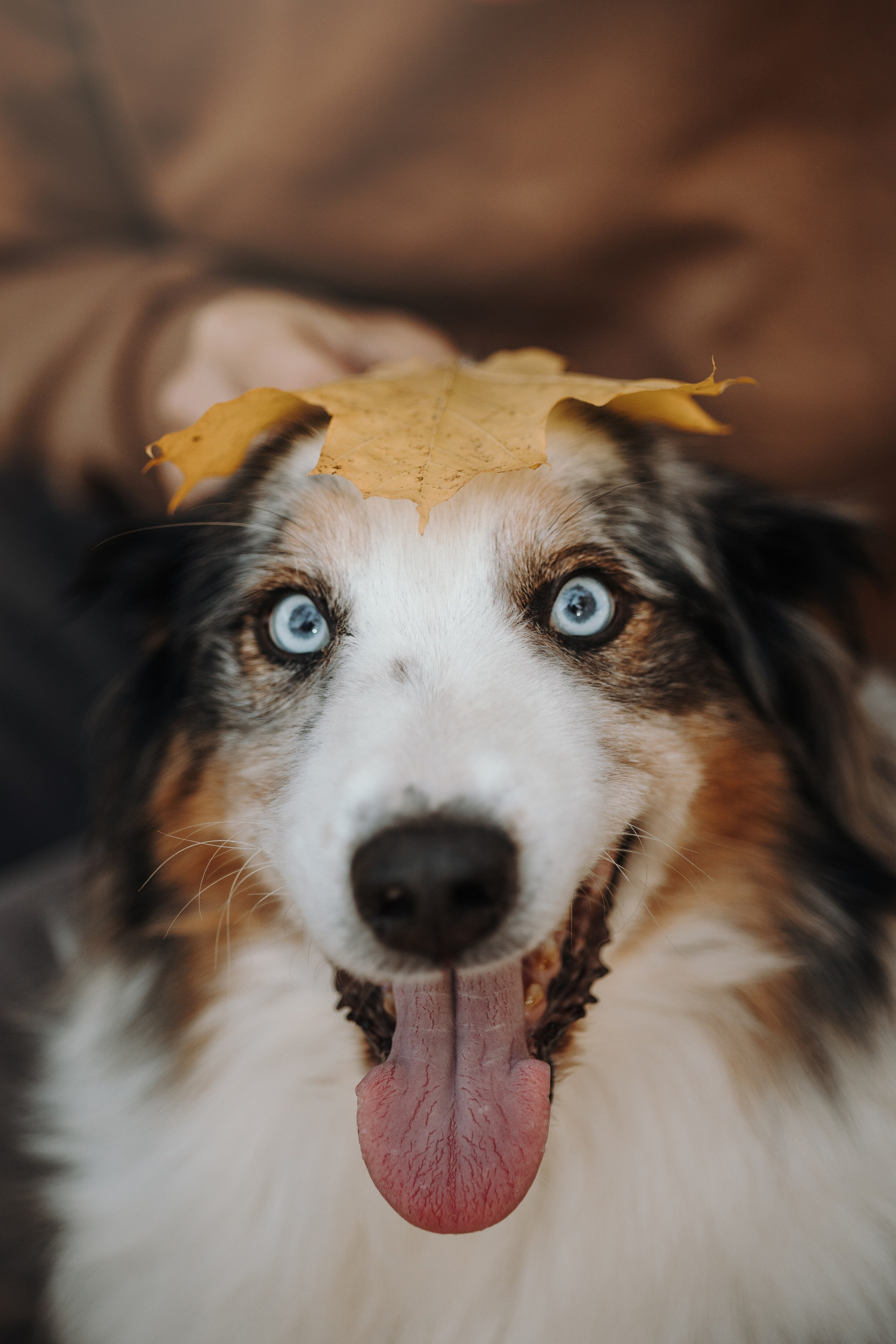 Бэстик и Ирина. Фотограф — Анималист | Санкт-Петербург