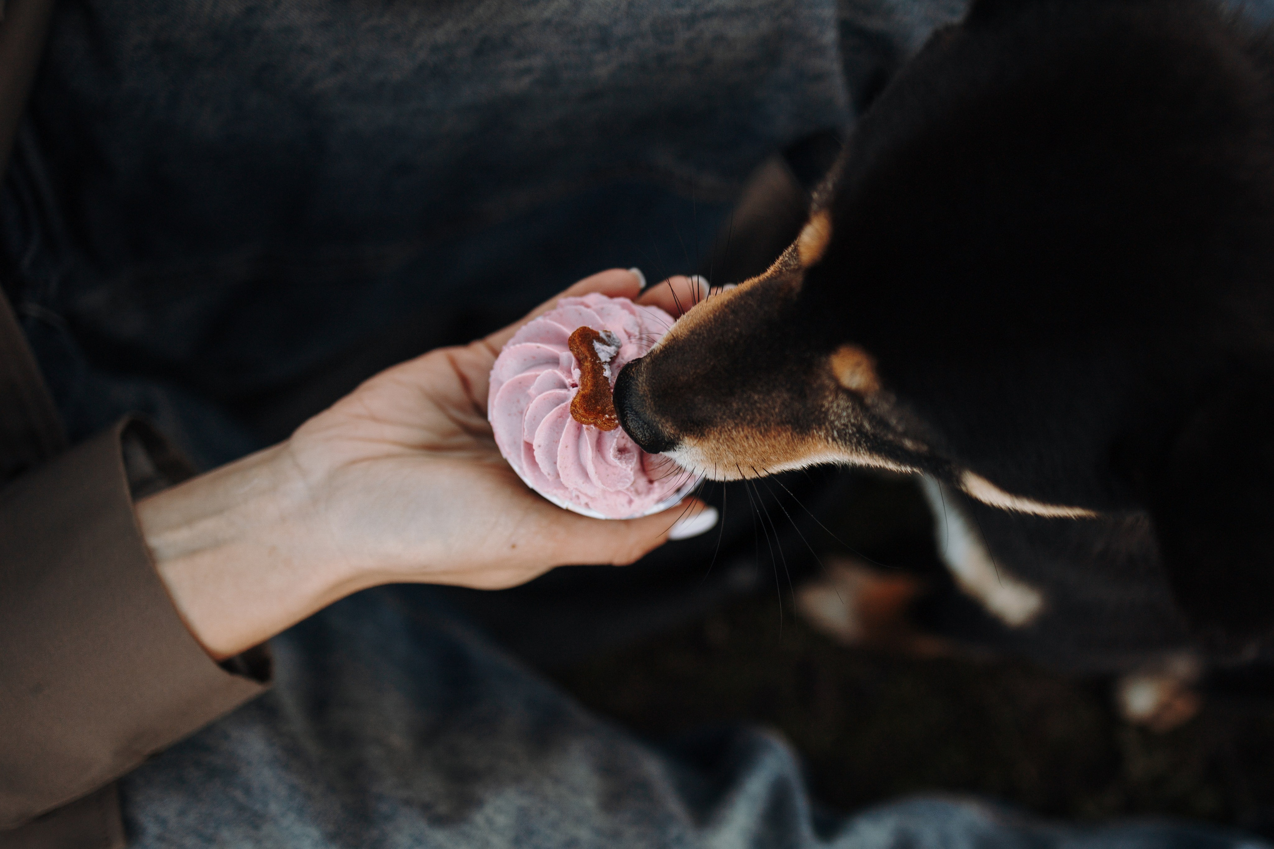 Даша и ее девочки. Фотограф — Анималист | Санкт-Петербург