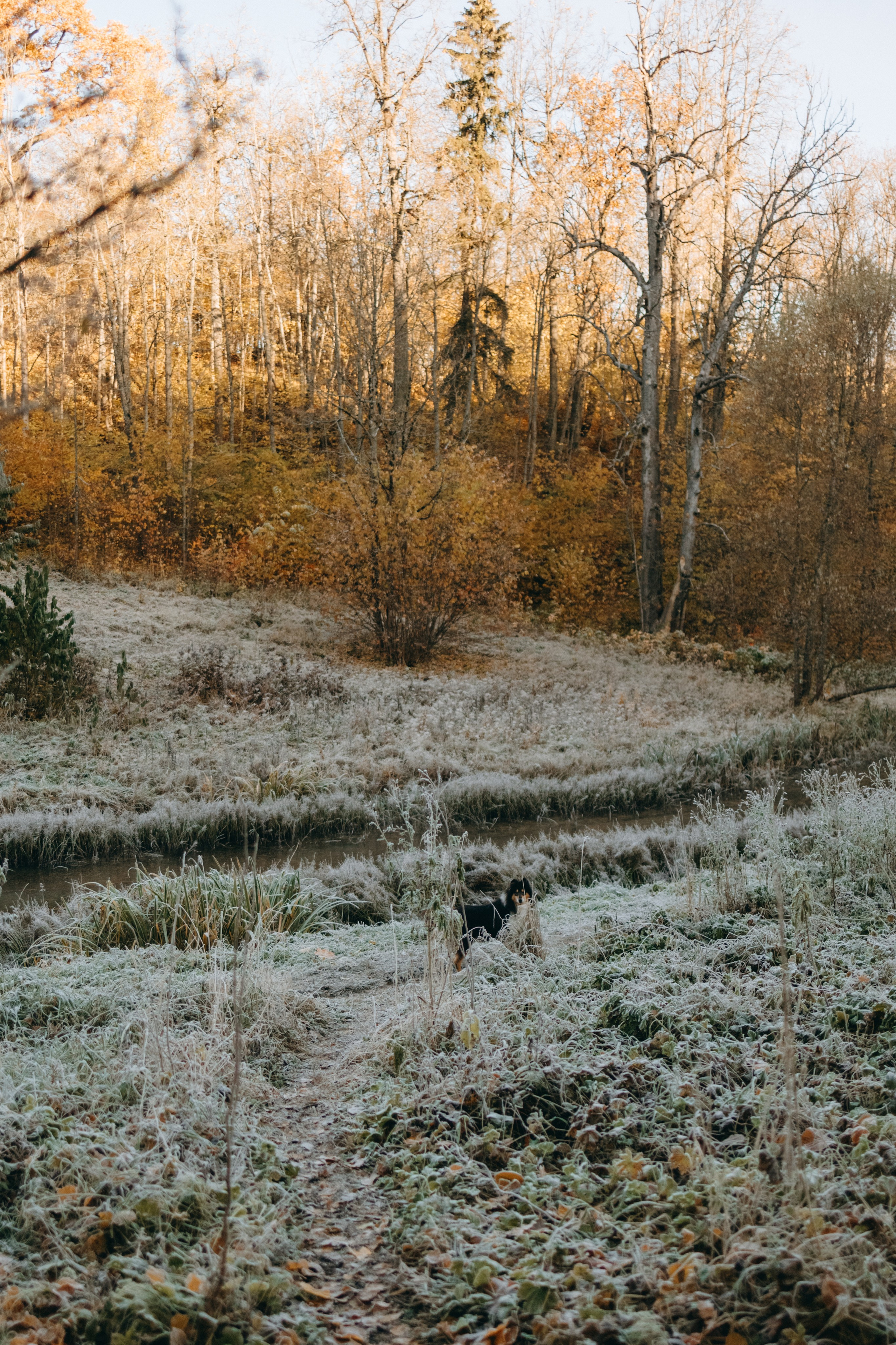 Ия и Барт. Фотограф — Анималист | Санкт-Петербург