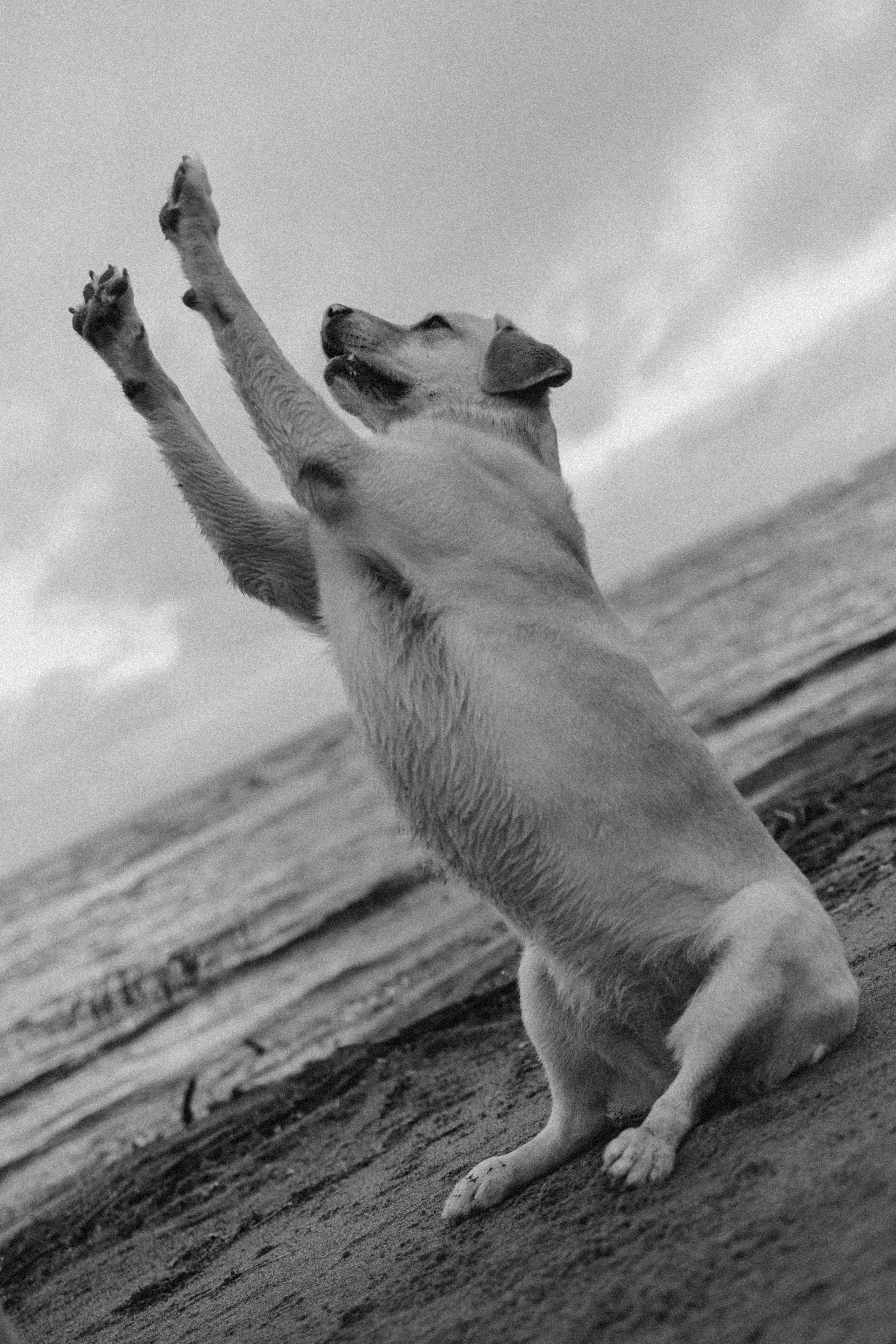 Ирина и Бася. Фотограф — Анималист | Санкт-Петербург