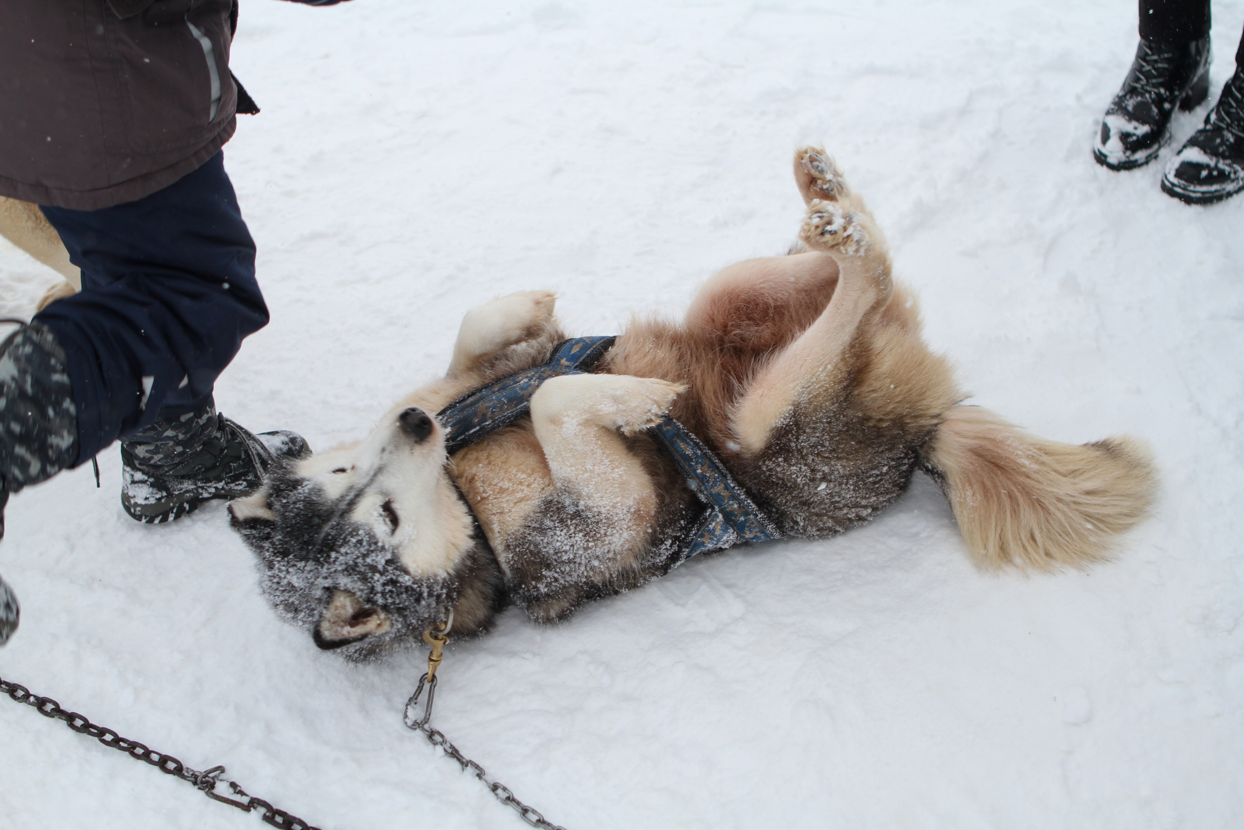 Мир животных. Репортажный и спортивный фотограф в г. Пермь Зильберг Павел