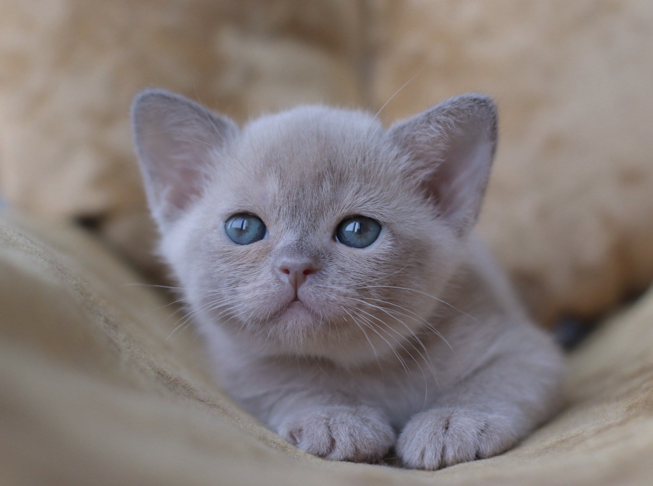 Deizi BurLabella, лиловая девочка