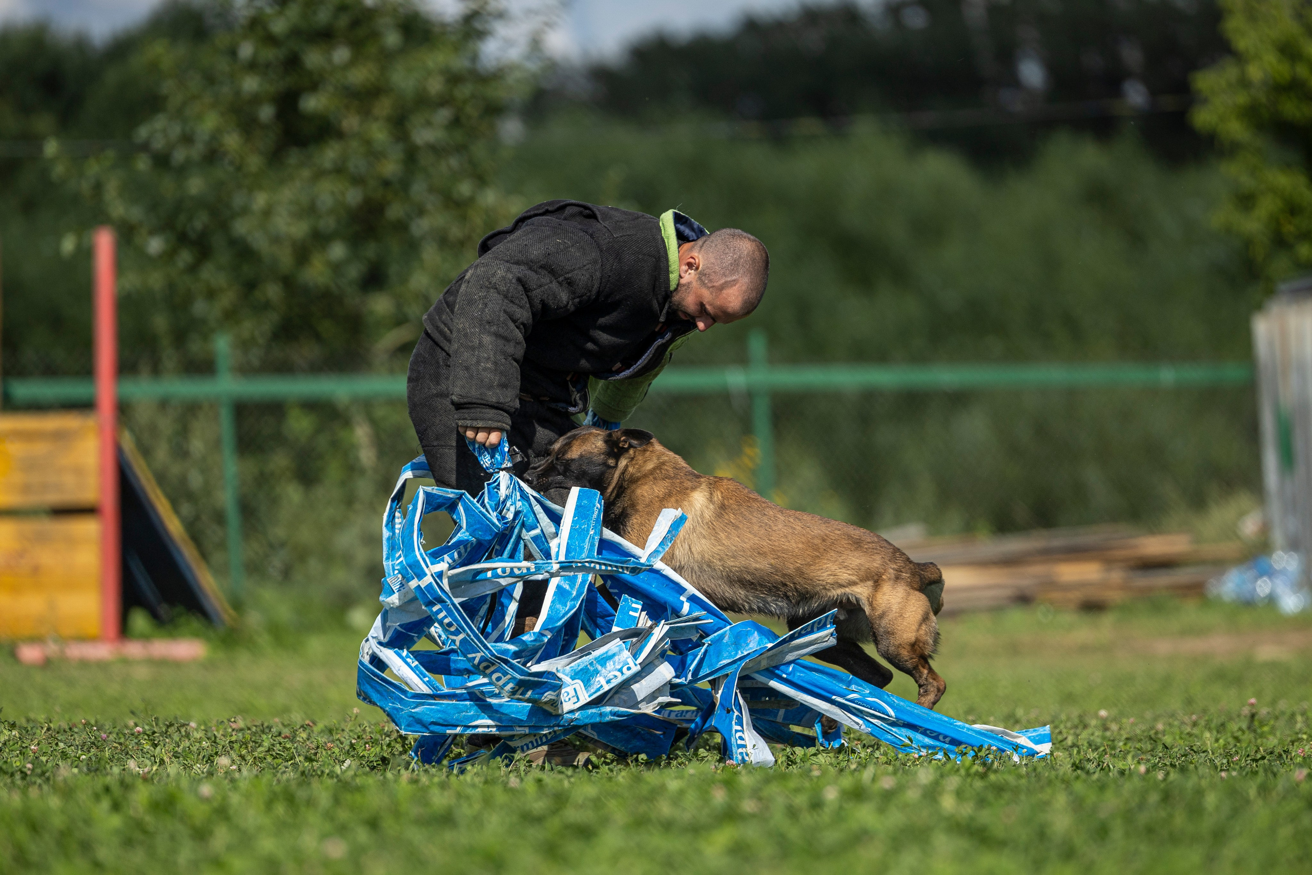 Соревнования по Мондьорингу г. Вологда 10-11.08.2024. Фотограф-анималист Анна Маринич