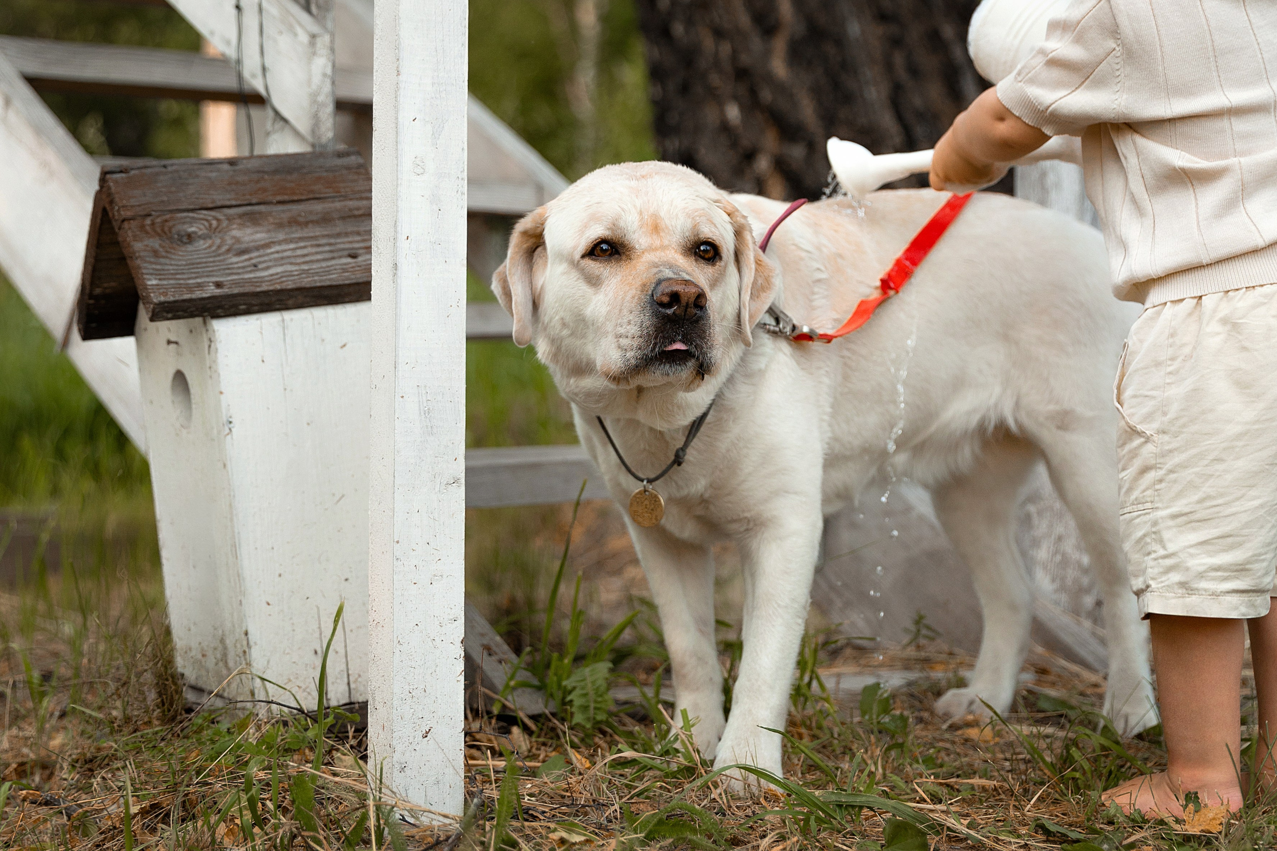 Домик на дереве. Фотограф Алина Ионычева в Новосибирске