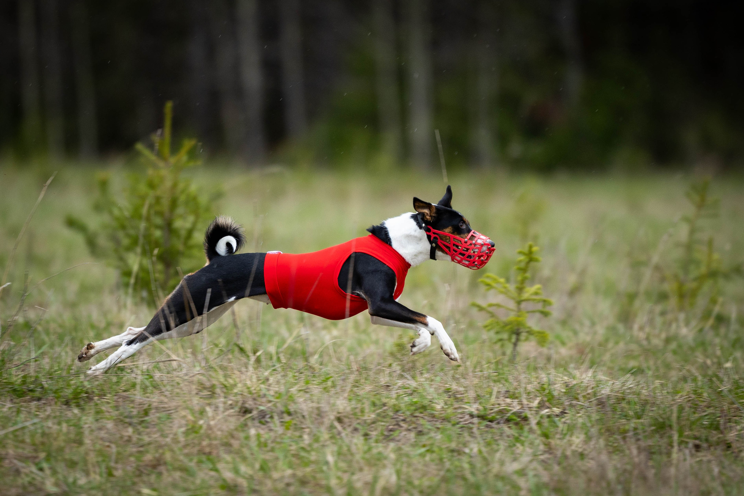 Курсинг. Фотограф Анималист в Перми Анастасия Остерман