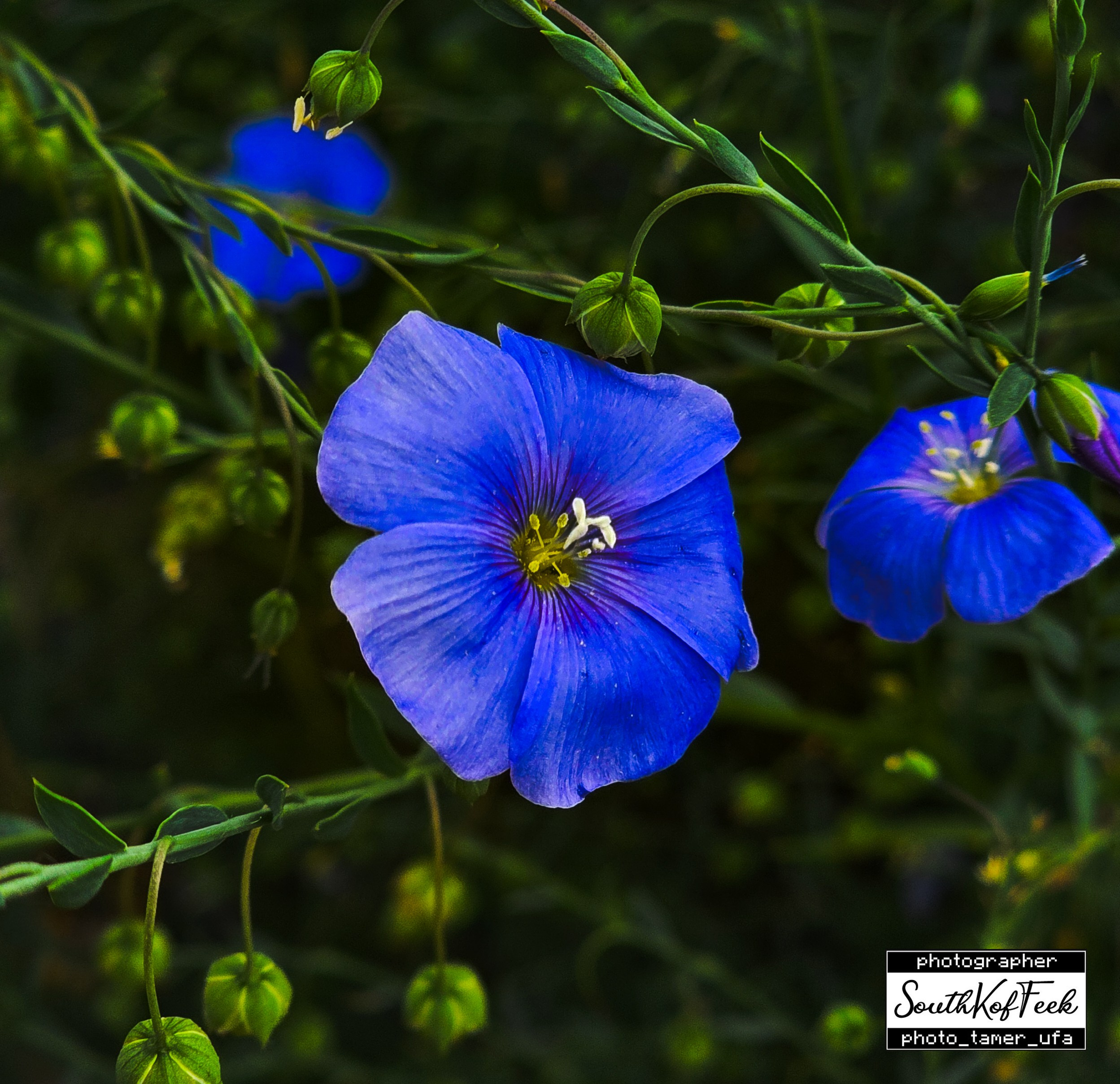 Цветы?. Photo Tamer Ufa