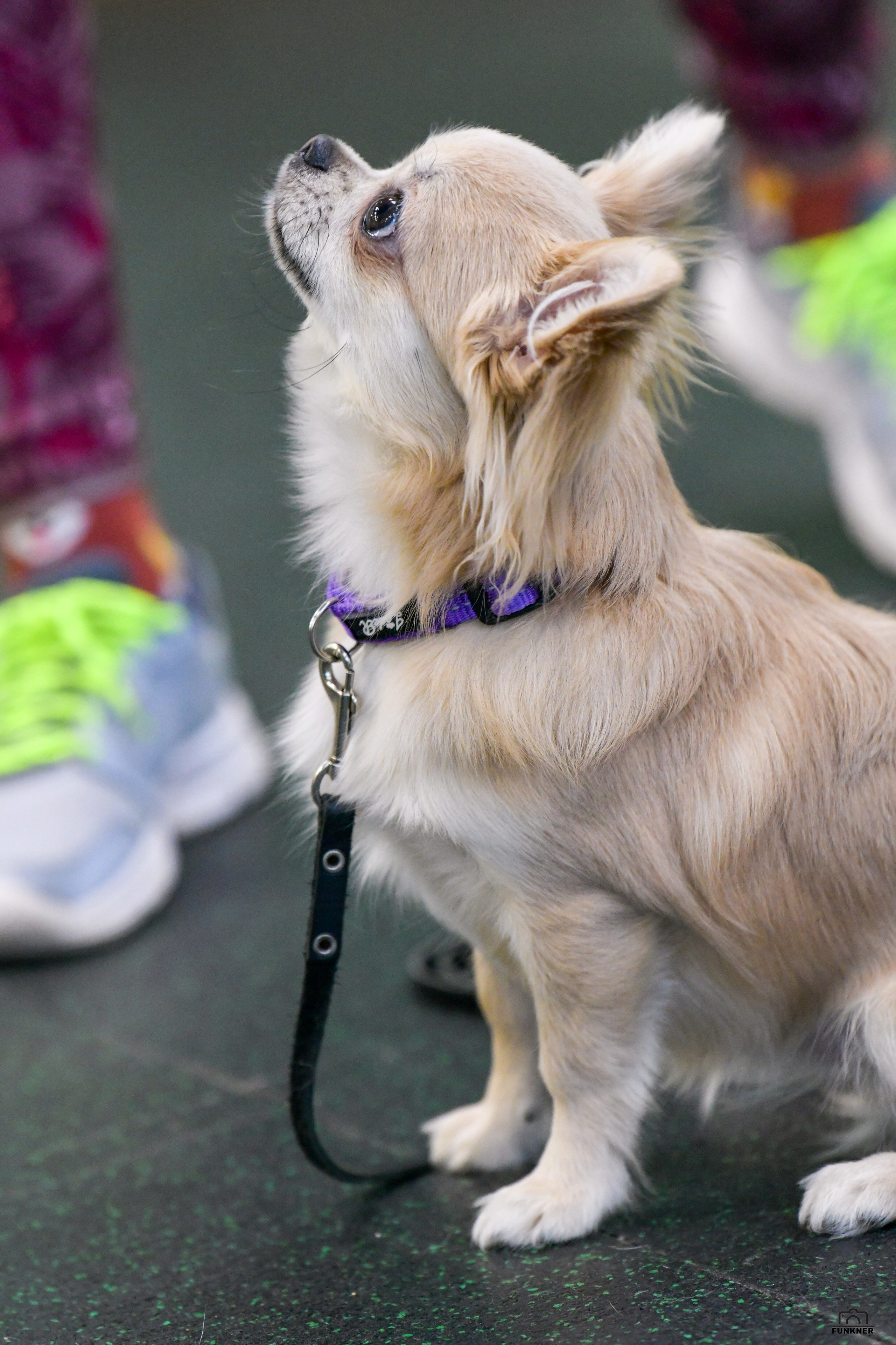 Кинологический клуб «Бодрый хвост». Свой взгляд через объектив