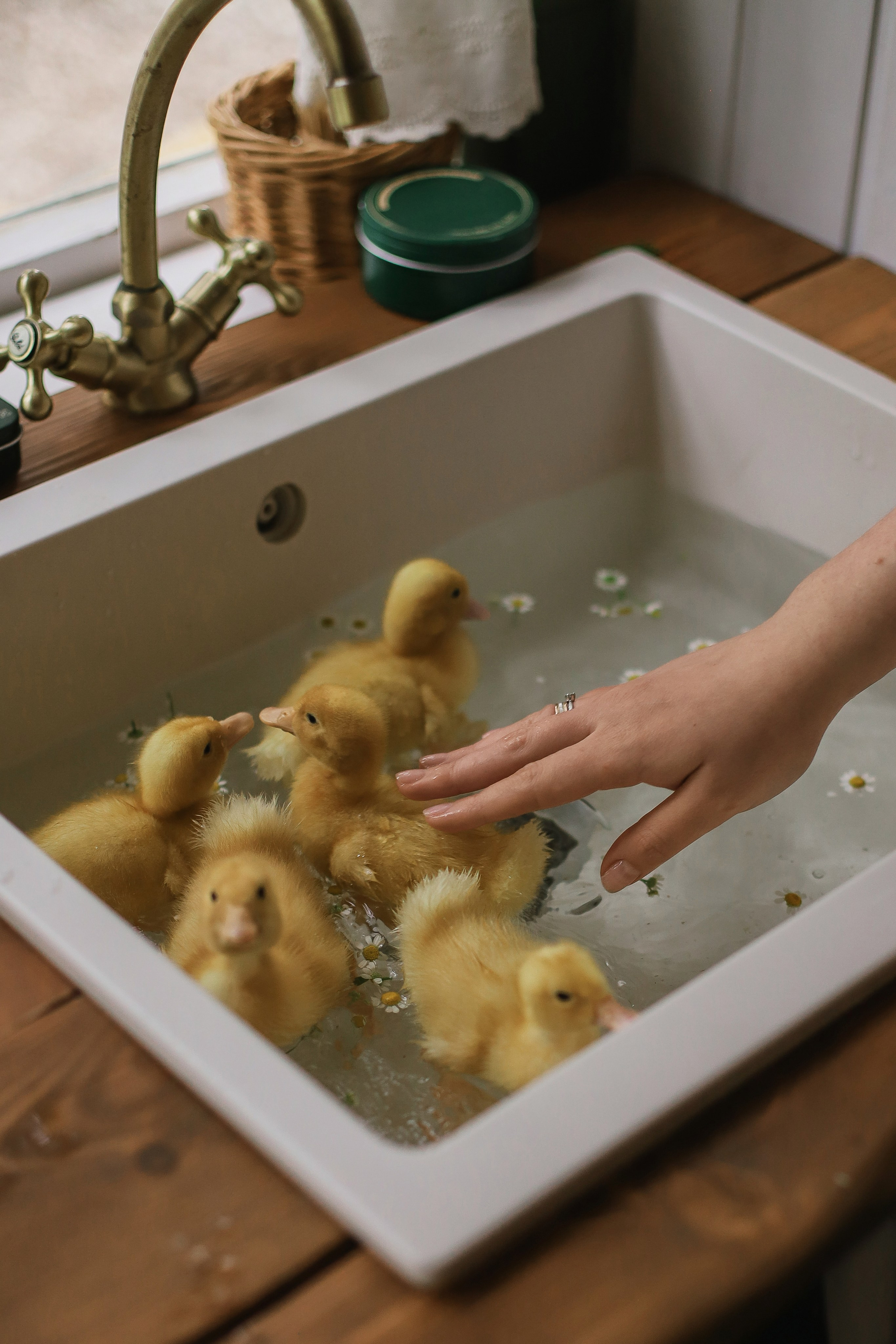 Беременность на даче с утятами. Свадебный, семейный и детский фотограф в Люберцах Зайцева Анастасия