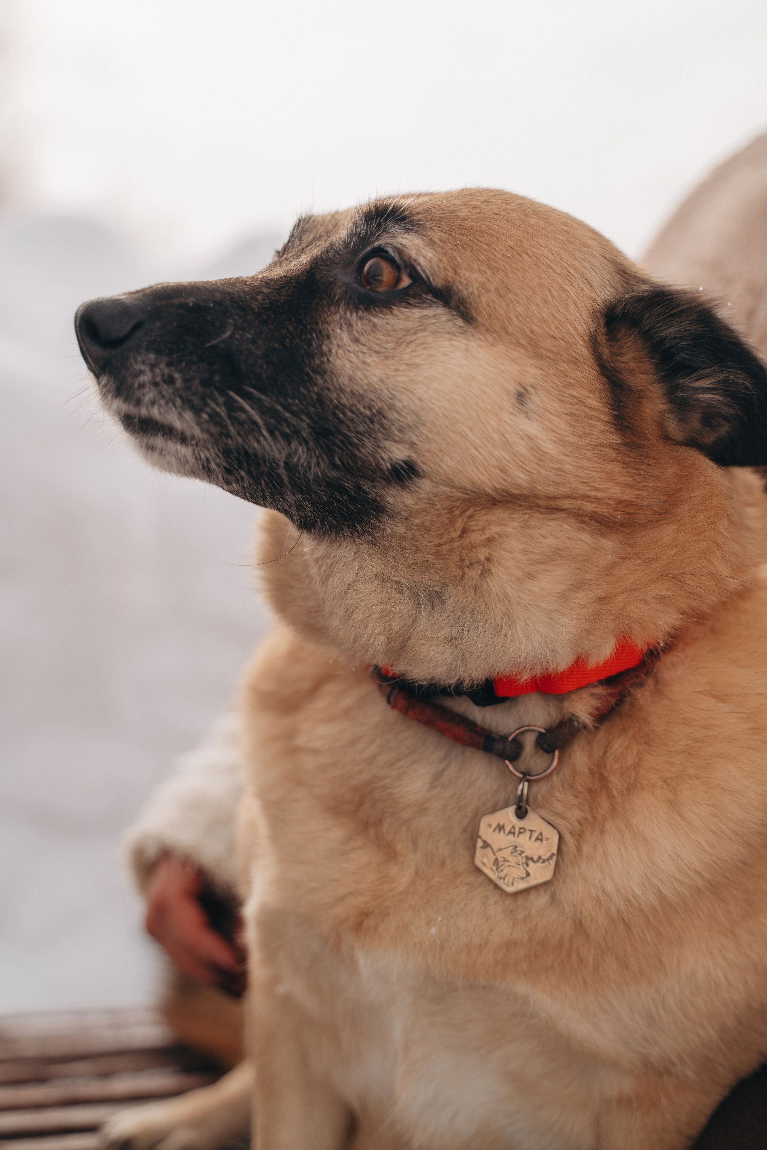 Февраль с Мартой 💞. FotoTanya. Раменское/Жуковский/Бронницы