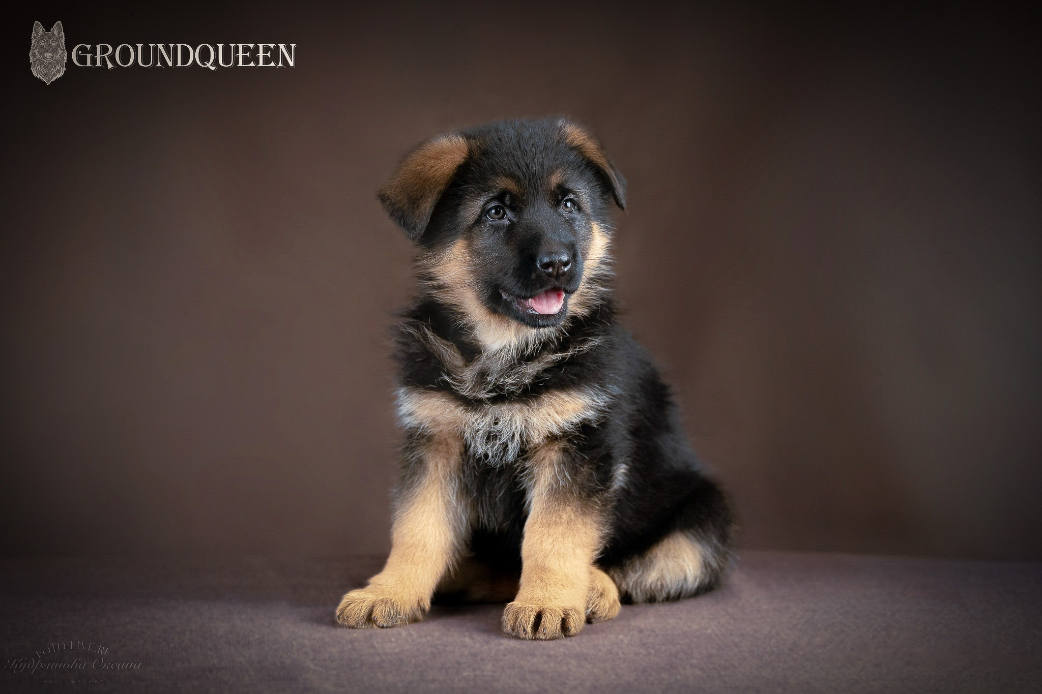 Щенки немецкой овчарки. Фотограф 📸 анималист, предметный, репортажный
