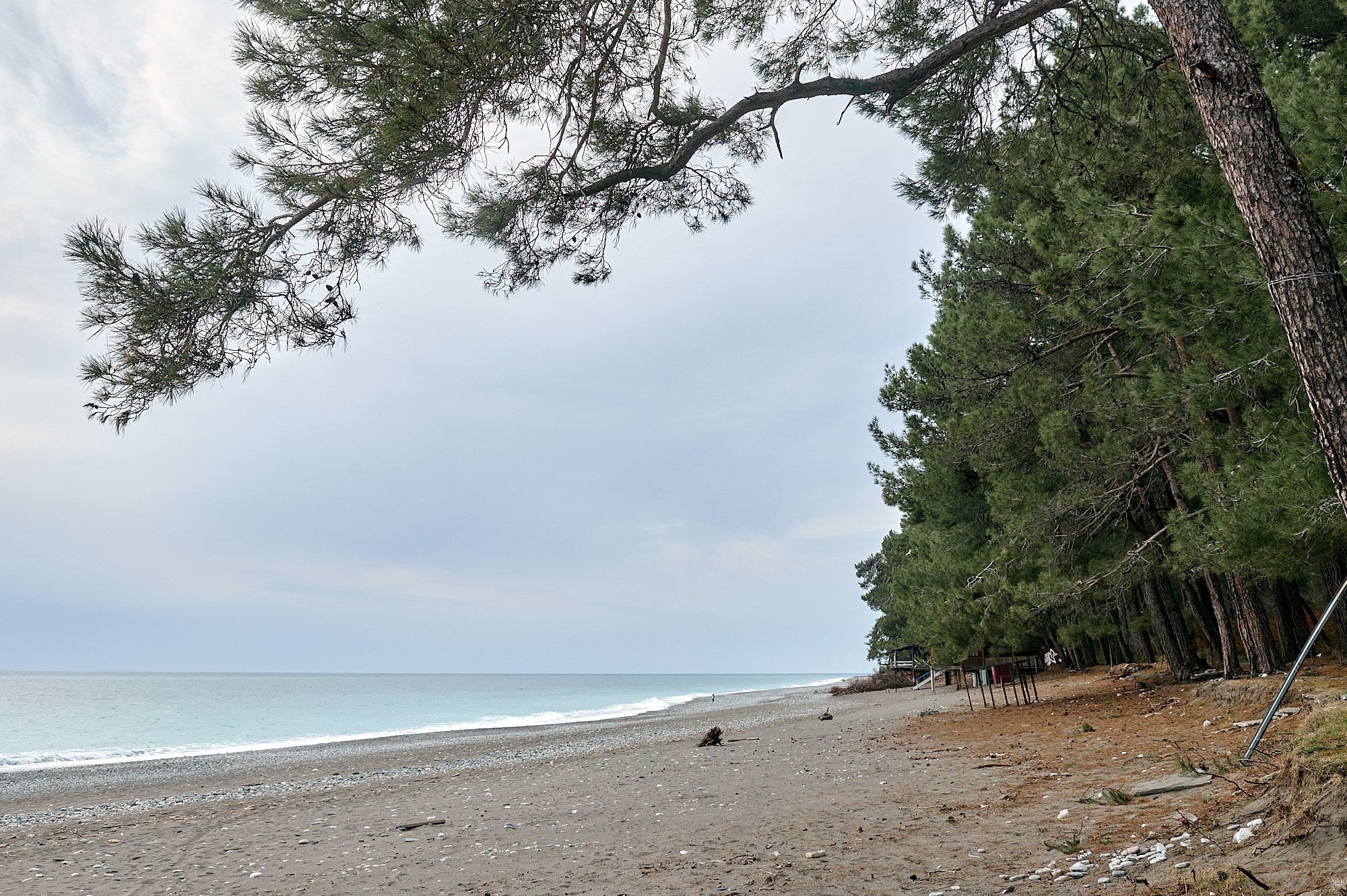 Пицунда, Абхазия. Декабрь 2024. Фотографии отовсюду и обо всем