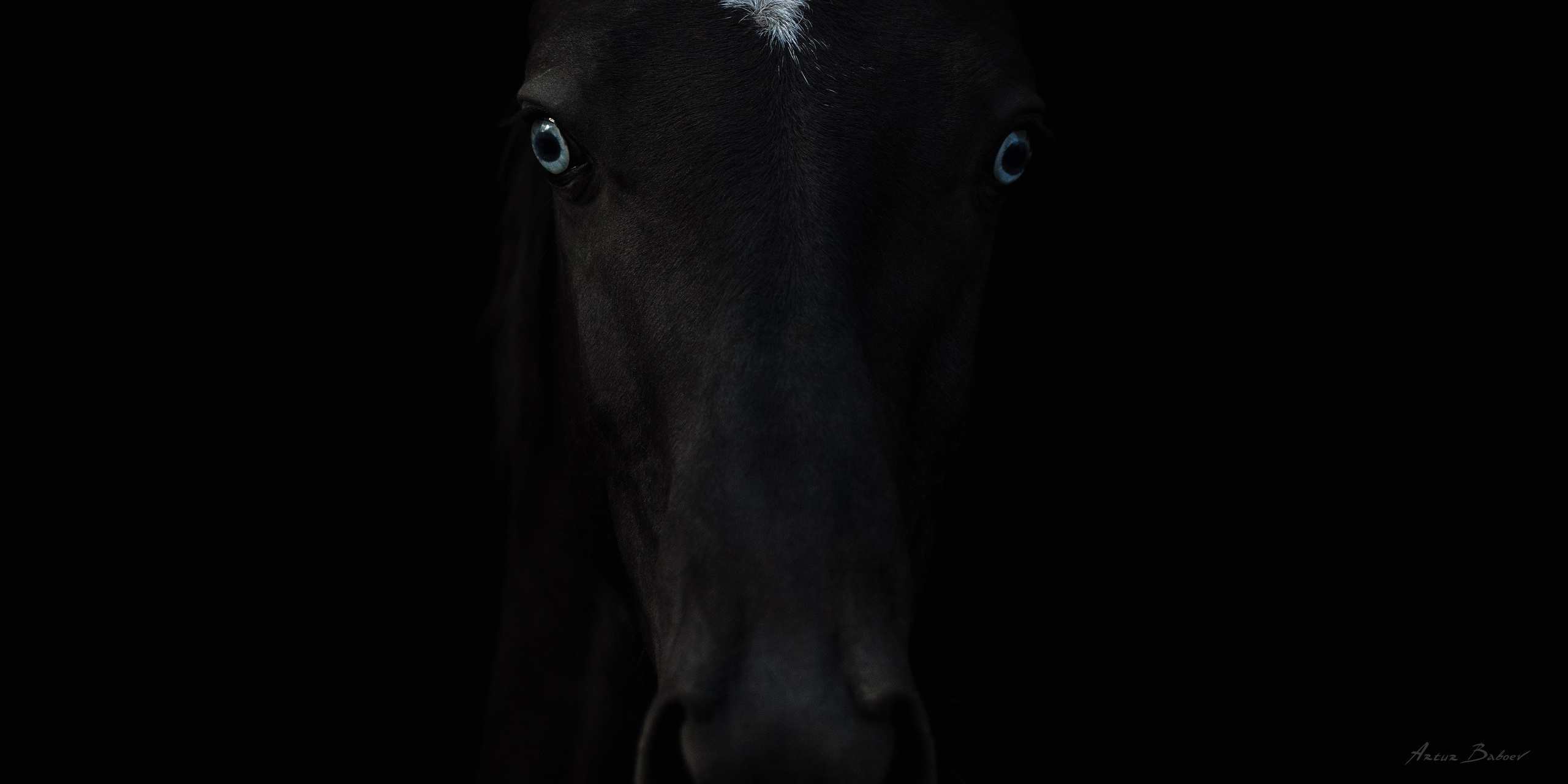 Gallery. Art photos of horses — ARTUR BABOEV | Photographer